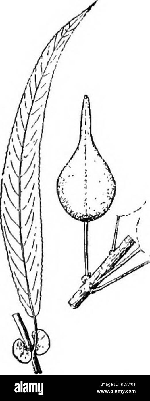 . Gray's nouveau manuel de botanique. Un guide des plantes à fleurs et de fougères de l'Europe centrale et nord-est des États-Unis. La botanique. 641. 8. Wardi. près de la base aiguë ou arrondies à l'extrémité, souvent le jeune, à l'exception glabres et vert longueur court (2-ti mm. de long pétiole) et nervure principale, en étroite collaboration avec de fines dents serrulate incurvé ; stipules grandes, semicordate, a souligné et persistante, ou petites, ovales et de feuillus ; échelles soft- pubescents à l'extérieur ; fructification aments (3-7 cm. de long) plus ou moins dense ; capsules ovoïdes- conique, gibbous ci-dessous, glabres, 3-6 mm. de long, the wid Banque D'Images