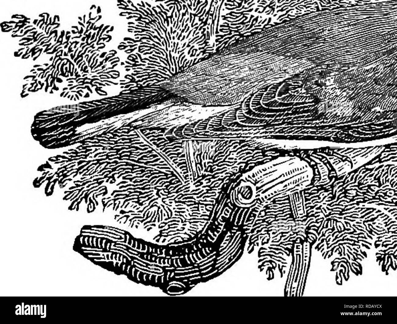 Nos Migrants Dété Un Compte Des Oiseaux Migrateurs Qui