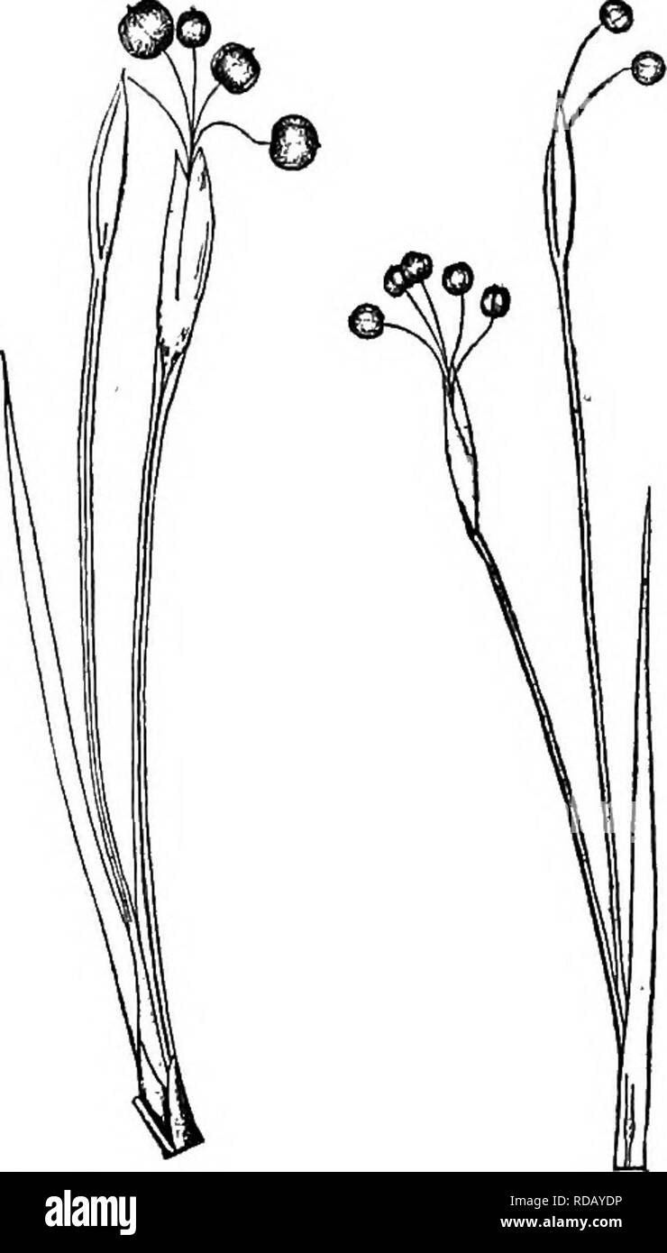 . Gray's nouveau manuel de botanique. Un guide des plantes à fleurs et de fougères de l'Europe centrale et nord-est des États-Unis. La botanique. LUlS IRIDACEAE (famille) 503 7. S. montanum Greene. Vert pâle, semblables ou glaucesoent ; spathes vert pâle ou jaune paille, la couleur, l'extra-longue bractée 3.5-8 cm., la partie intérieure de 1,5-3,6 cm. de long, vert blanchâtre capsule de couleur paille. Â Gasp6 Penins., (Qc), Michigan, Minnesota ; Rocheuses. Juin, Juillet. f/^ iNTEKjiEuiuM S. Grive semble inclure inconstante et pas très clairement la mention formes intermédiaires entre S. mucronatum, S., angnstifoliwn gramineiim et S.. 8. Banque D'Images