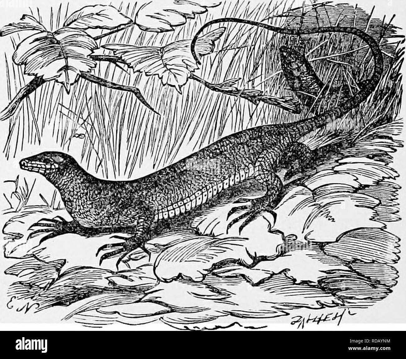 . L'histoire naturelle populaire . Zoologie. ALLIGATORS 422. L'Alligator vit dans le Nord de l'Amérique latine commune, et est abondamment trouvés dans' le Mississippi, les lacs et rivières de la Louisiane et Carolina, et localités semblables. C'est un féroce et dangereux reptile, dans nombre de ses habitudes alimentaires portant une ressemblance étroite pour les crocodiles et les autres membres de la famille. Contrairement au crocodile, cependant, il évite le sel, vcater et est mais rarement vu même près de l'embouchure des rivières, où la marée donne un goût saumâtre à leurs eaux. C'est surtout un mangeur de poissons, hantise des secteurs de l'eau w Banque D'Images