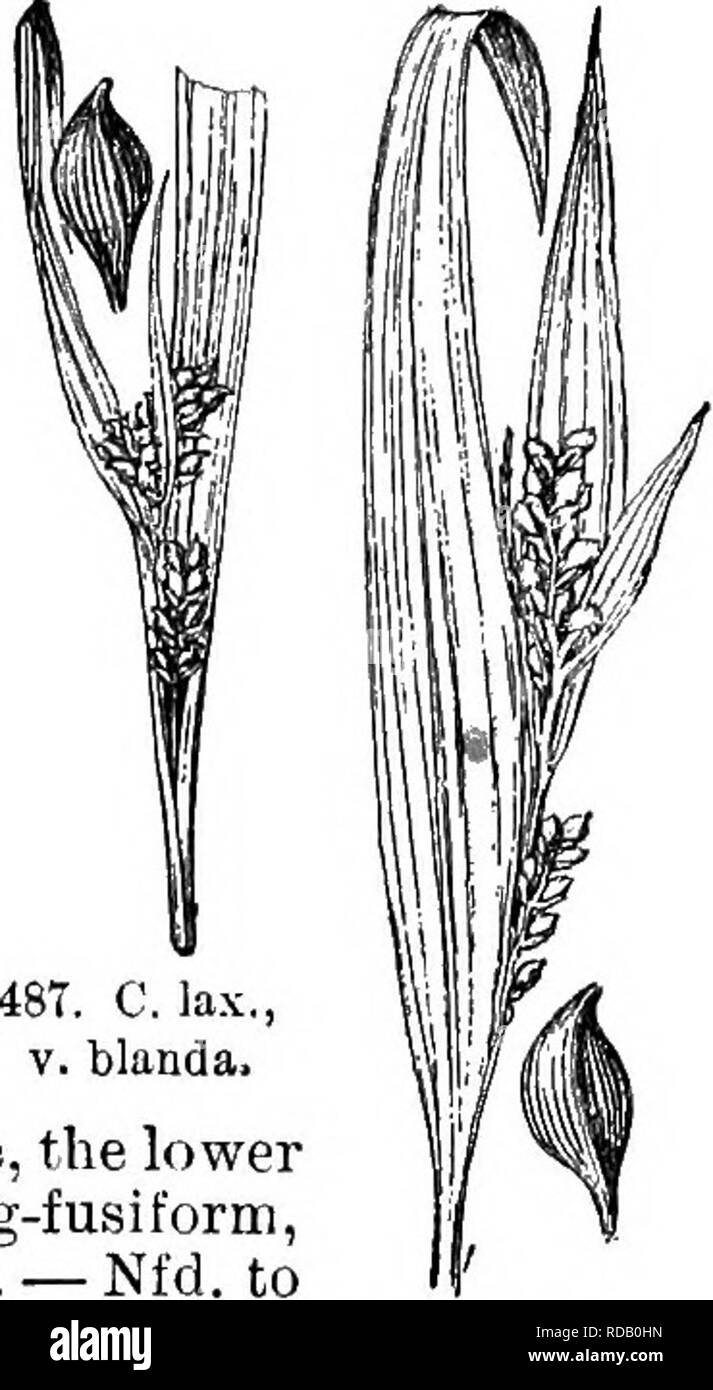 . Gray's nouveau manuel de botanique. Un guide des plantes à fleurs et de fougères de l'Europe centrale et nord-est des États-Unis. La botanique. 488. C. lax., C. latifolia. et agrégées sur l'obscur, la plus faible hausse staminées généralement longue-exserts. (Var. stri- atula Carey.) â Vermont) et e. À la messe en Ontario, et southw. Fig. 487. Var. latifblia Boott. Rathev faible, 2-6 dm. xeinged ; haut ; feuilles d'anthracite 1,5 cm. de large ; très sjiike staminées sessiles ou presque, caché par le pistil- fin ; pointes pistillées et cylindrique, lâche 1,5-3 cm. de long, la partie supérieure sur© ou deux bractées contiguës ; Banque D'Images