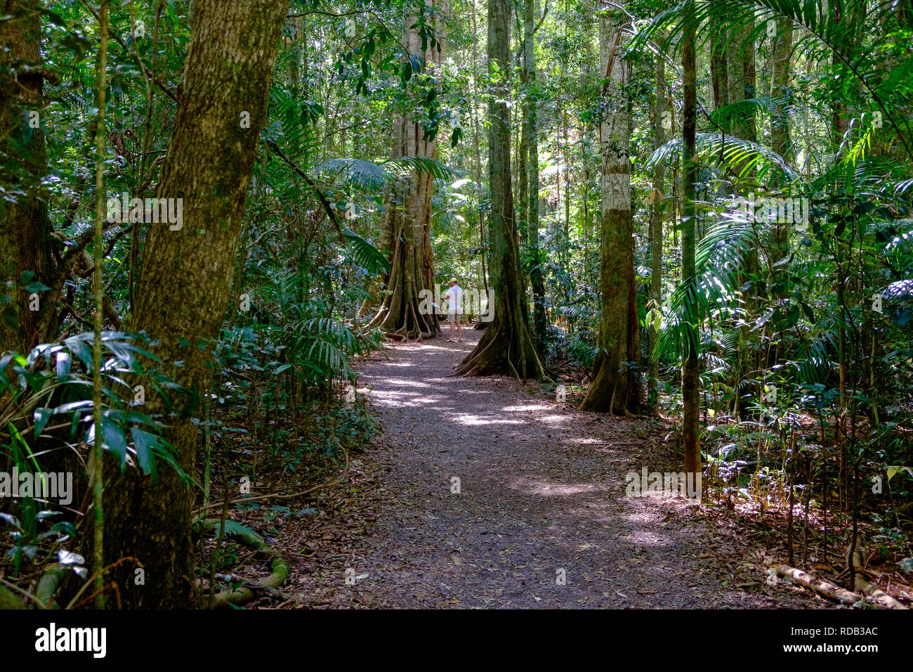 Sentier de randonnée dans la forêt tropicale dans le parc national Mary Cairncross, Sunshine Coast, Queensland, Australie. Banque D'Images