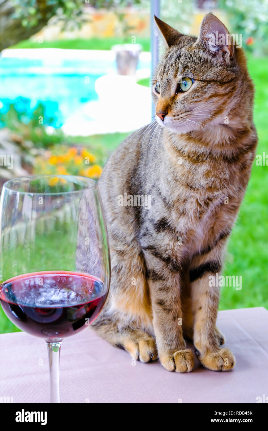 Chat sur une table avec un verre de vin. Banque D'Images