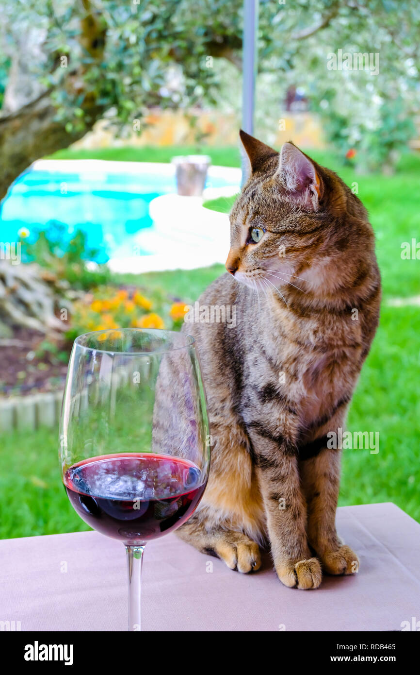 Chat sur une table avec un verre de vin. Banque D'Images