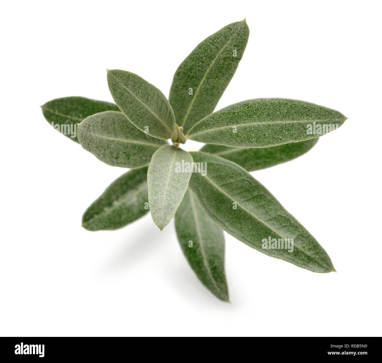 Olive verte feuilles isolées sur fond blanc Banque D'Images