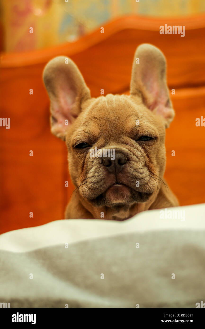Tête de bouledogue français Banque D'Images