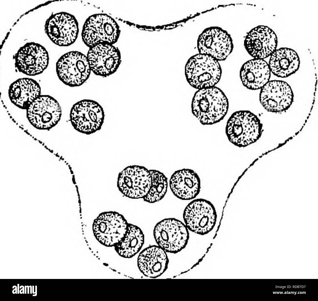 . La biologie d'eau douce. Biologie des eaux douces. Les ALGUES D'EAU DOUCE (124) 151 121 122 122 cellules sphériques (123) SphaerocysHs Chromatophore seul Chodat. Grandes grappes de colonies ; largement séparés les uns des autres. Enveloppe gélatineuse invisible sans réactifs. Chromatophore, mince, avec un pyrénoïde pariétal d'un côté et une ouverture sur l'autre. La reproduction par division interne. SphaerocysHs est presque universellement trouvés dans le plancton et est l'un des plus remarquables et belle de toutes les formes de plancton. Parfois, les colonies sont très grandes, composé de nombreux groupes. Fig. 167. Sphaerocys Banque D'Images