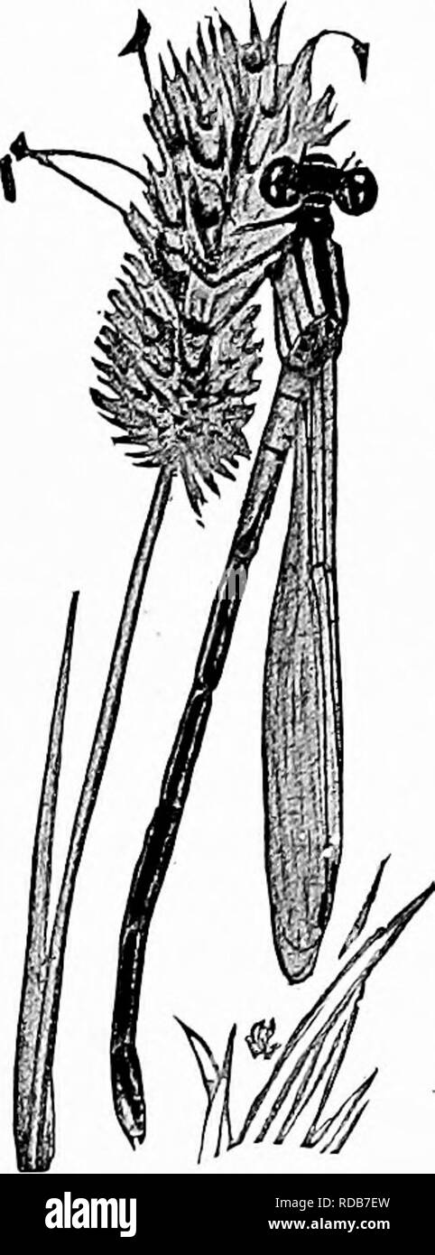 . Manuel d'étude de la nature pour les enseignants et les parents, en fonction de la nature de l'étude de Cornell de dépliants. L'étude de la nature. Un dragon-fly. Martin d'entretien. C'est alors que nous, ourseives, rêvez m le soleil par la marge de quelque étang, que ces enfants de l'air rapide mais semble une partie naturelle du rêve. Pourtant, si nous ne réveillent pas de noter de plus près, on trouve beaucoup de choses très réel pour nous intéresser. Premièrement, ils sont vraiment les enfants du soleil, et si certains cloud jette son ombre sur les eaux pendant quelques instants, le dragon-oiseau disparaître comme s'ils portaient le manteau invisible du conte de fées. Seul un petit nombre de Banque D'Images