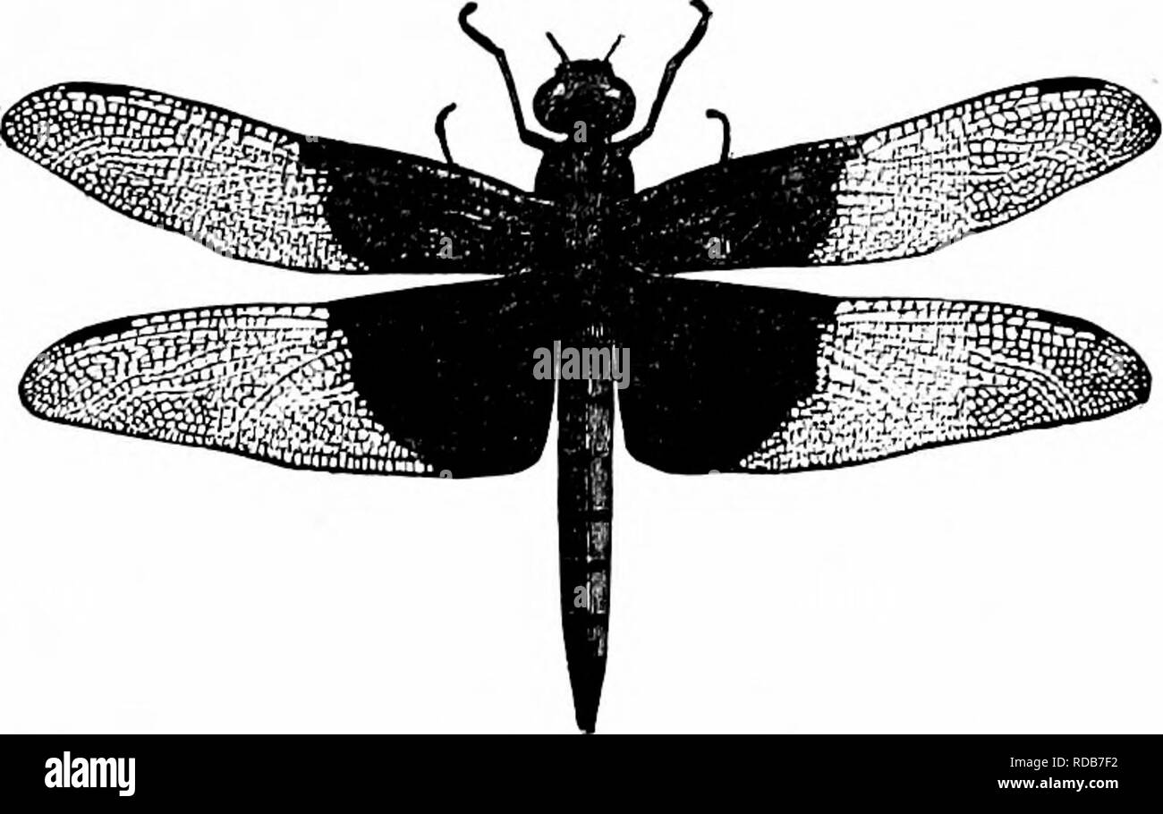 . Manuel d'étude de la nature pour les enseignants et les parents, en fonction de la nature de l'étude de Cornell de dépliants. L'étude de la nature. L'étude des insectes 383. Un dragon-fly. Martin d'entretien. C'est alors que nous, ourseives, rêvez m le soleil par la marge de quelque étang, que ces enfants de l'air rapide mais semble une partie naturelle du rêve. Pourtant, si nous ne réveillent pas de noter de plus près, on trouve beaucoup de choses très réel pour nous intéresser. Premièrement, ils sont vraiment les enfants du soleil, et si certains cloud jette son ombre sur les eaux pendant quelques instants, le dragon-oiseau disparaître comme s'ils portaient le manteau invisible de la fée ta Banque D'Images