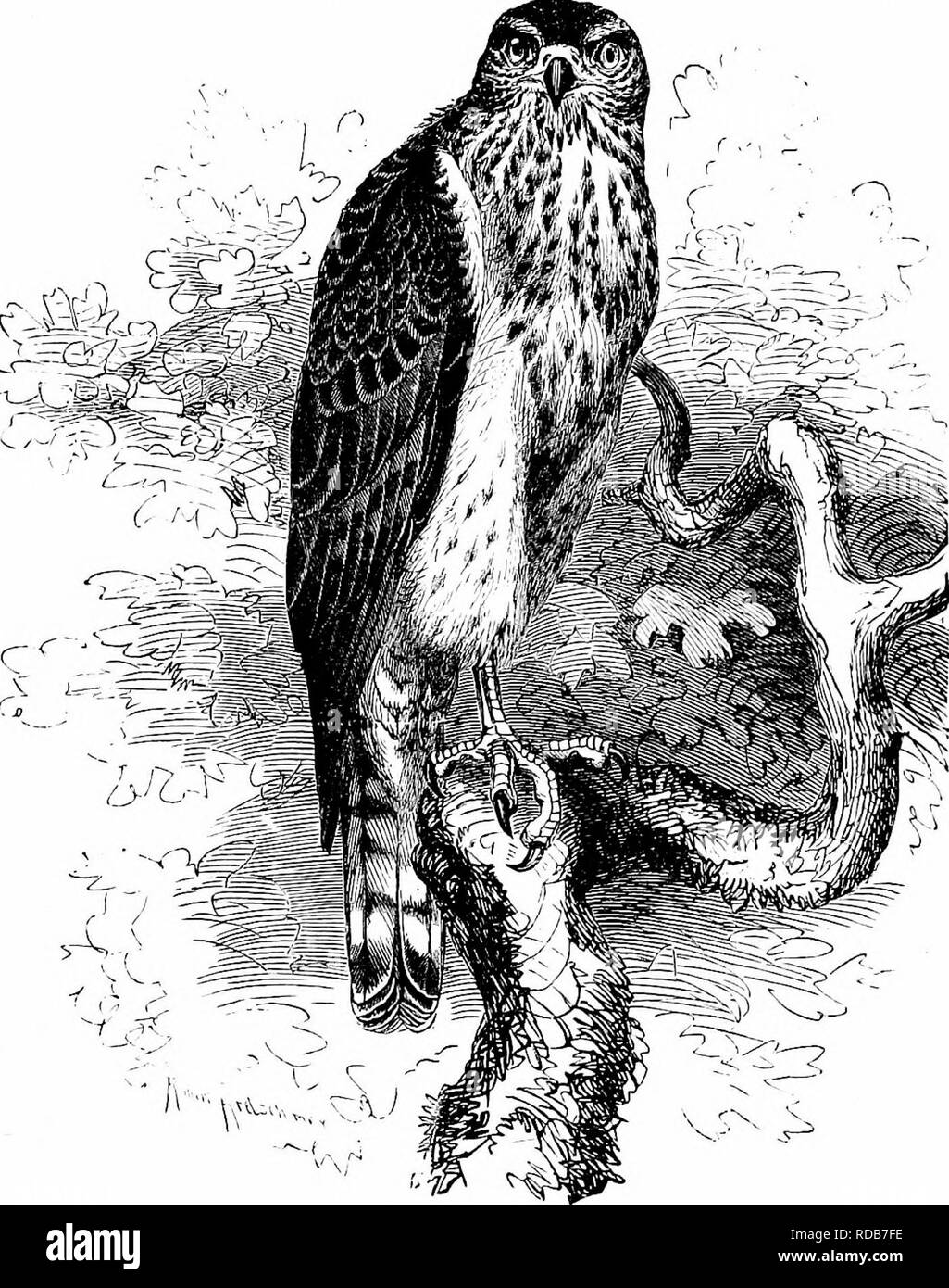 . Clé d'oiseaux de l'Amérique du Nord. Contenant des indications succinctes sur chaque espèce d'oiseau vivant et fossile connu à l'heure actuelle du continent au nord de la frontière du Mexique et des États-Unis, y compris le Groenland et Basse Californie, avec qui sont intégrées d'ornithologie générale : un aperçu de la structure et la classification des oiseaux ; et de l'ornithologie de terrain, un manuel de la collecte, la préparation et la conservation des oiseaux. Les oiseaux ; oiseaux ; 1887. AGCIVITIIINJE FALCONID^ - HA : SEM. 529 par espèce de Buteo). Les couleurs et les variations du plumage de cette espèce étant pratiquement les mêmes que celles de A., fiiscus Banque D'Images