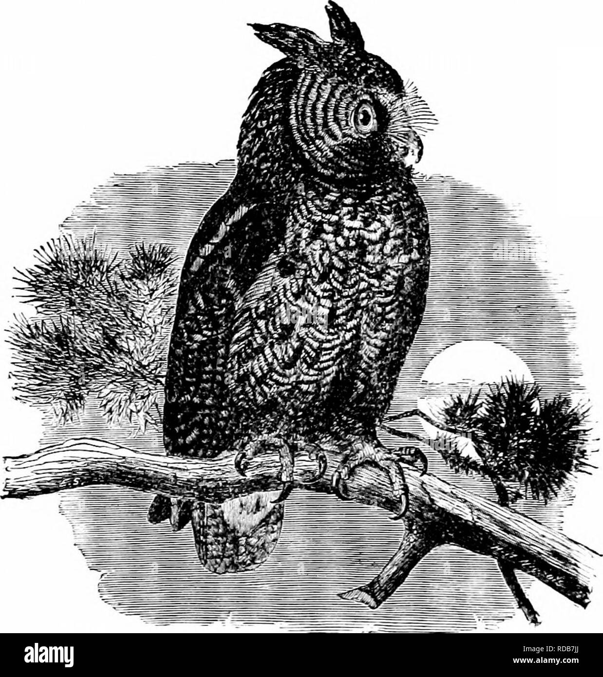 . Clé d'oiseaux de l'Amérique du Nord. Contenant des indications succinctes sur chaque espèce d'oiseau vivant et fossile connu à l'heure actuelle du continent au nord de la frontière du Mexique et des États-Unis, y compris le Groenland et Basse Californie, avec qui sont intégrées d'ornithologie générale : un aperçu de la structure et la classification des oiseaux ; et de l'ornithologie de terrain, un manuel de la collecte, la préparation et la conservation des oiseaux. Les oiseaux ; oiseaux ; 1887. 504 UN SYSTÈME TIC SYNOPSIS. - BAPTOEES - STEIGES. céder à la chouette lapone, stature et à aucune autre dans l'esprit, est un habitant de l'Am. en général, Banque D'Images