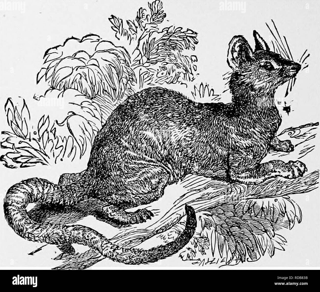 . L'histoire naturelle populaire . Zoologie. 58. Fusionner les chiens eux-mêmes dans la queue. Le mot lui-même est du grec, l'ex-moitié de ce signifiant " caché," et la deuxième moitié, " des quartiers arrière." La couleur de l'Cryptoprocta est un lighi brown, teintées de rouge. L'. CRYPTOPROCTA.-{Cryptoprocta ferox). Les oreilles sont très grandes et arrondies, et les pieds sont meublées avec de fortes griffes. Les orteils sont au nombre de cinq sur chaque pied. Les CHIENS. Le grand et important groupe d'animaux qui est connu par le nom général de la tribu chien embrasse les chiens sauvages et domestiques, les loups, Fo Banque D'Images