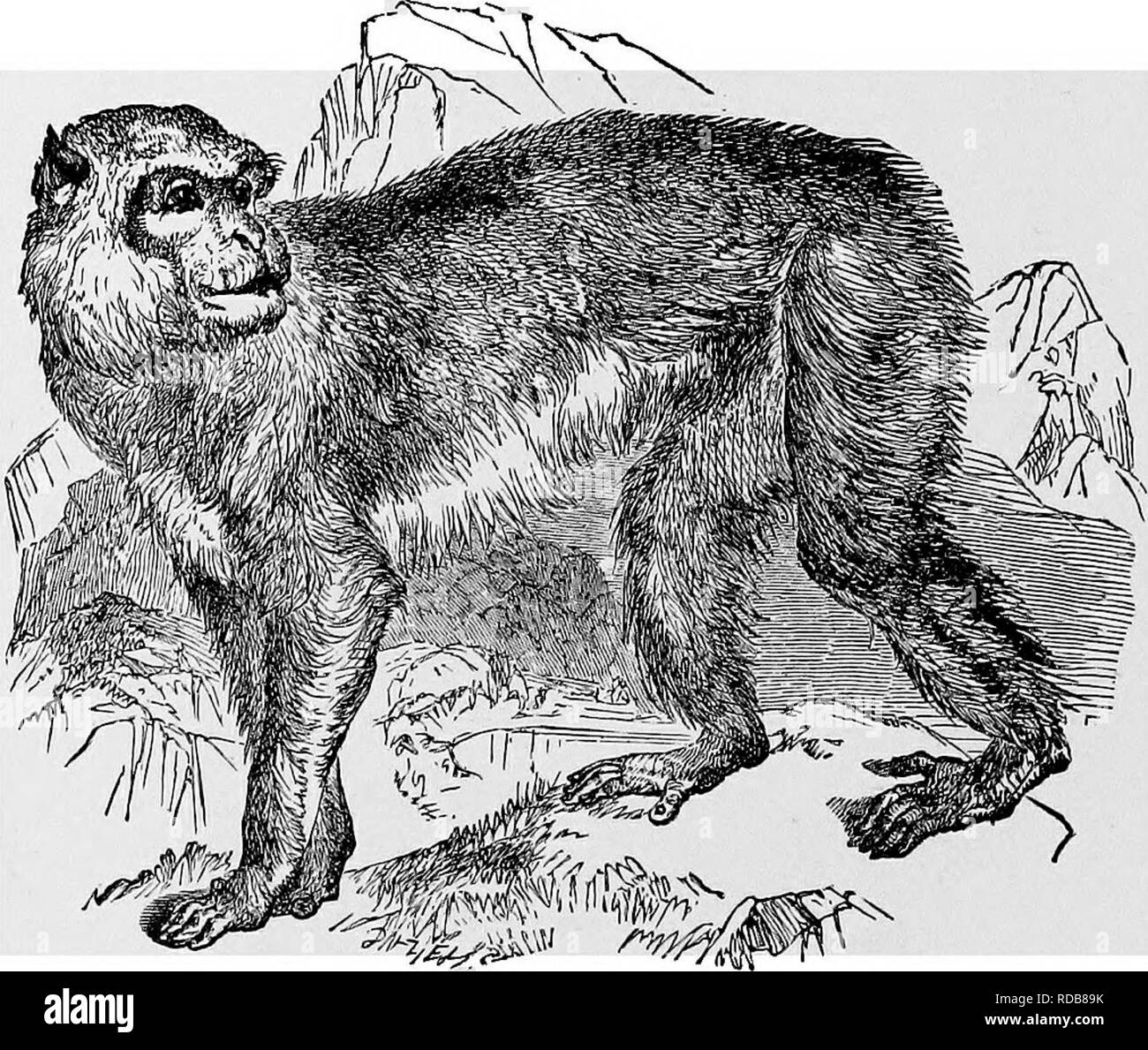 . L'histoire naturelle populaire . Zoologie. 14 L'EM a obtenu, ou singe de Barbarie. L'animal qui est indiqué dans l'autre gravure est l'un des plus connus de la tribu de singe ; comme il est assez robuste, il supporte le changement- mesure et plutôt froid climats européens mieux que la plupart de sa race. Comme son nom l'indique, il est originaire de la barbarie, où on le trouve en grand nombre, mais a également été naturalisés sur le rocher de Gibraltar. L'. MAGOT, OU BARBARY APE.â(Macacus Innuus). ' Gibraltar Magots sont fréquemment mentionnées dans les livres de voyages, et afficher une grande ingéniosité pour éviter la poursuite et la découverte Banque D'Images