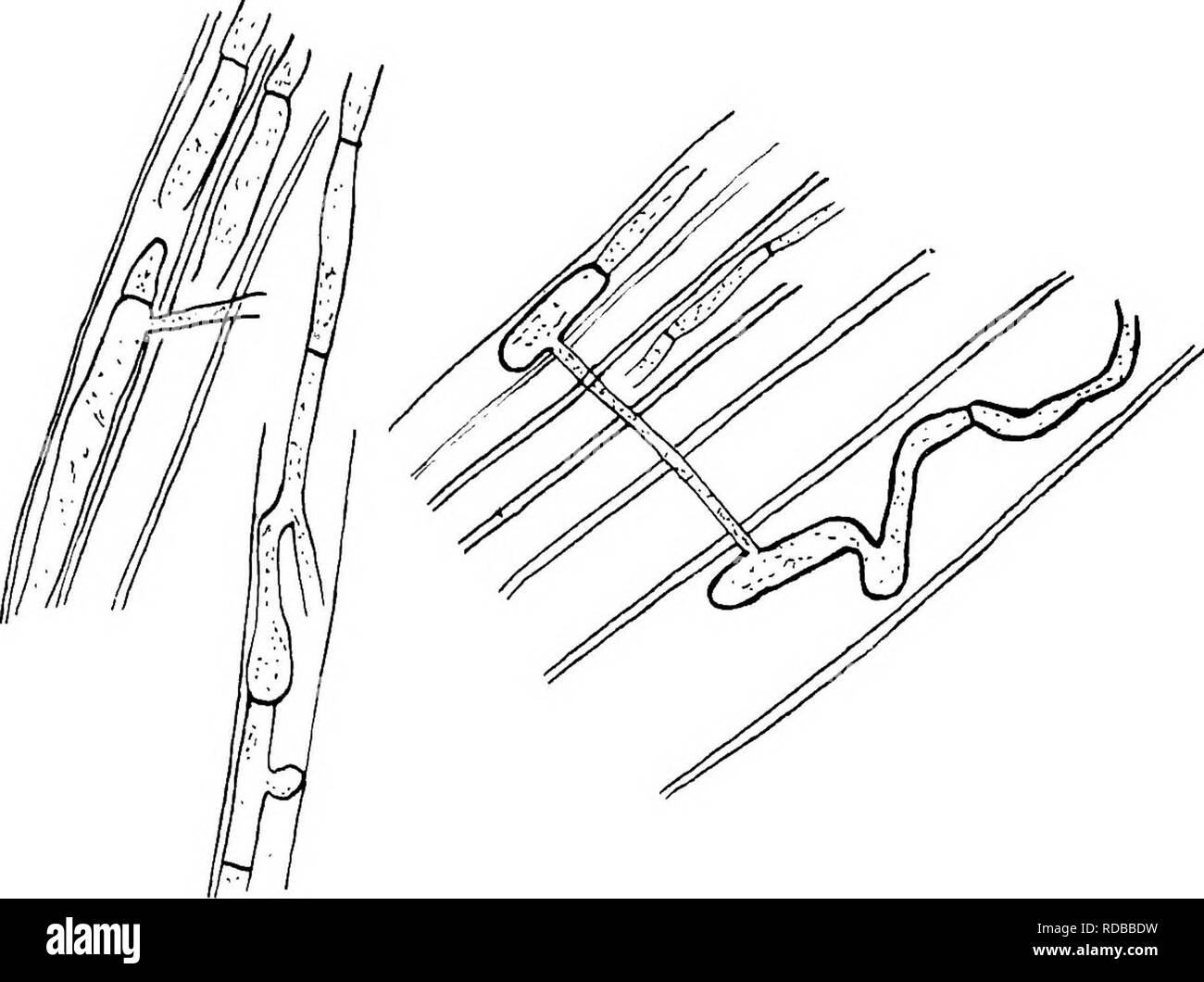 . La pourriture du cœur d'Ptaeroxylon utile (Sneezewood) causés par Fomes rimosus (Berk.). Les arbres ; Sneezewood. Trans. E. Soc. S. Afr. Tome VI. XLIV. plaque. Fig." 13.. Veuillez noter que ces images sont extraites de la page numérisée des images qui peuvent avoir été retouchées numériquement pour plus de lisibilité - coloration et l'aspect de ces illustrations ne peut pas parfaitement ressembler à l'œuvre originale.. Bijl, Paul A. van der. [Cape Town, Royal Society of South Africa Banque D'Images