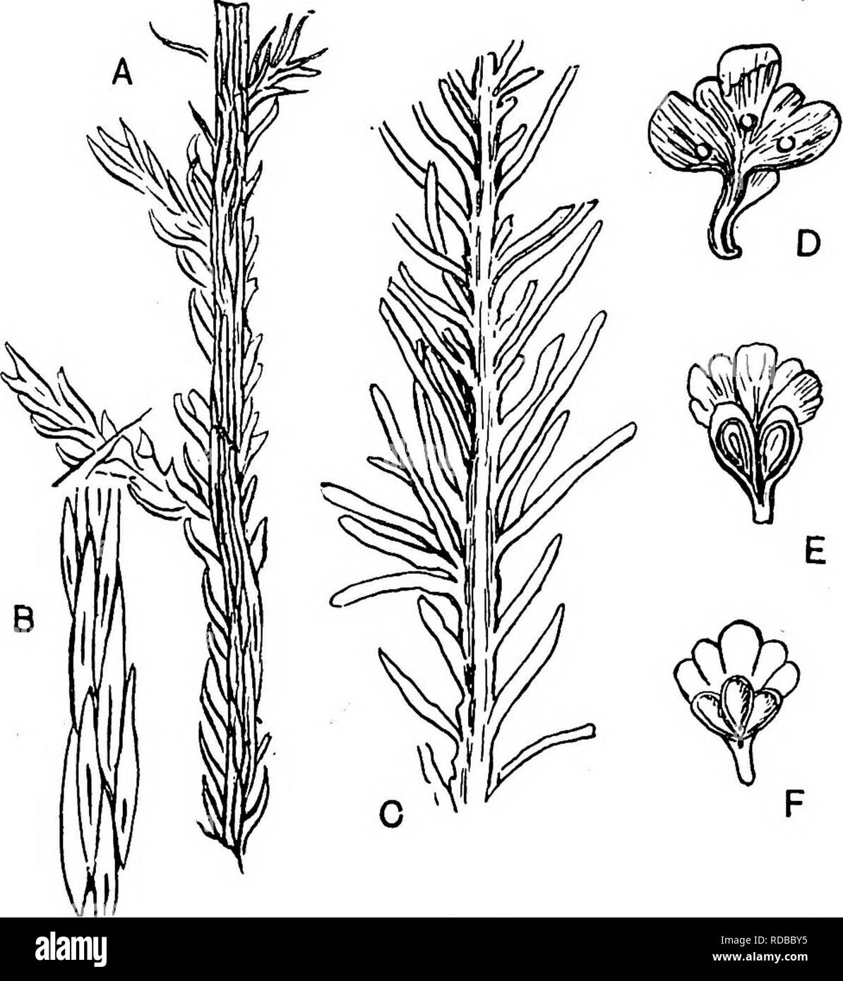 . Plantes fossiles : pour les étudiants de la botanique et de la géologie . La paléobotanique. 290 CONIFERALES incertae sedis [CH. extrêmement difficile la détermination des branches stériles. De plus, le fait que les spécimens de ce genre sont généralement arborescents probablement petite branche-fragments établit une limite à notre connaissance des caractéristiques externes de la plantes individuelles. Yoltzia heterofhylla Brongniart. L'examen de nombreux spécimens du grès des Vosges Bunter conduit Schimper et Mougeot à inclure. Fig. 748. Voltzia. A., B, Yoltzia heterophylla (B, médullaire exprimés). C-F, Yoltzia Liebeana. (A, Banque D'Images