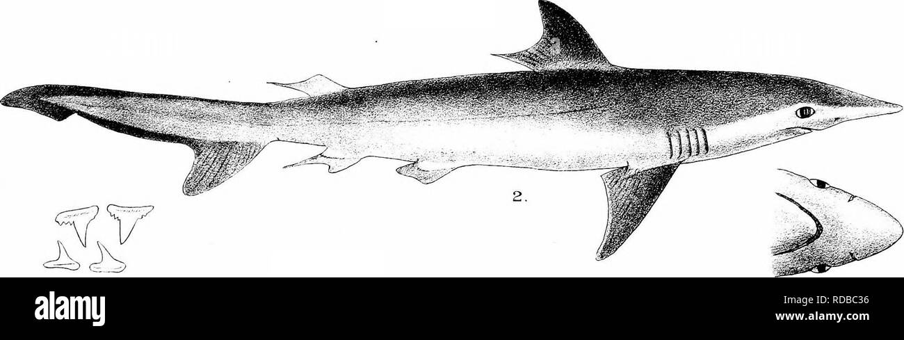 . Les poissons de l'Inde ; être une histoire naturelle des poissons connus pour habiter la mer et les eaux douces de l'Inde, la Birmanie et Ceylan. Les poissons. . Veuillez noter que ces images sont extraites de la page numérisée des images qui peuvent avoir été retouchées numériquement pour plus de lisibilité - coloration et l'aspect de ces illustrations ne peut pas parfaitement ressembler à l'œuvre originale.. Jour, François, 1829-1889. Londres, B. Quaritch Banque D'Images