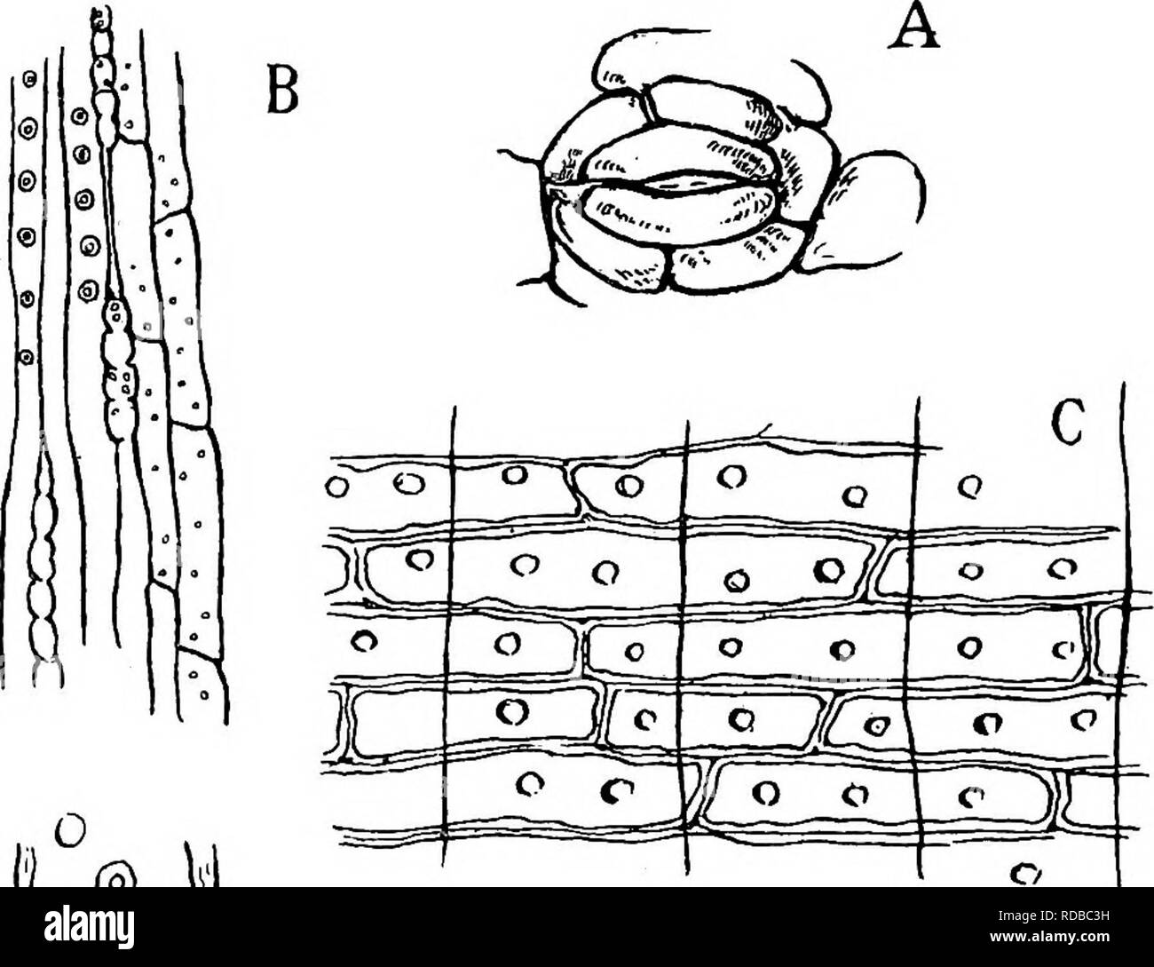 . Plantes fossiles : pour les étudiants de la botanique et de la géologie . La paléobotanique. 216 CONIFERALES [CH. Et il y a 2 rayons unisériés ; 4-simple ou circulaire bordée faiblement dans le domaine des fosses et des fosses se produire aussi sur l'horizontale et tangentielle des murs.. D. |L®o|:l 0 ® o o o !J. Veuillez noter que ces images sont extraites de la page numérisée des images qui peuvent avoir été retouchées numériquement pour plus de lisibilité - coloration et l'aspect de ces illustrations ne peut pas parfaitement ressembler à l'œuvre originale.. Seward, A. C. (Charles Albert), 1863-1941. Cambridge University Press : Banque D'Images