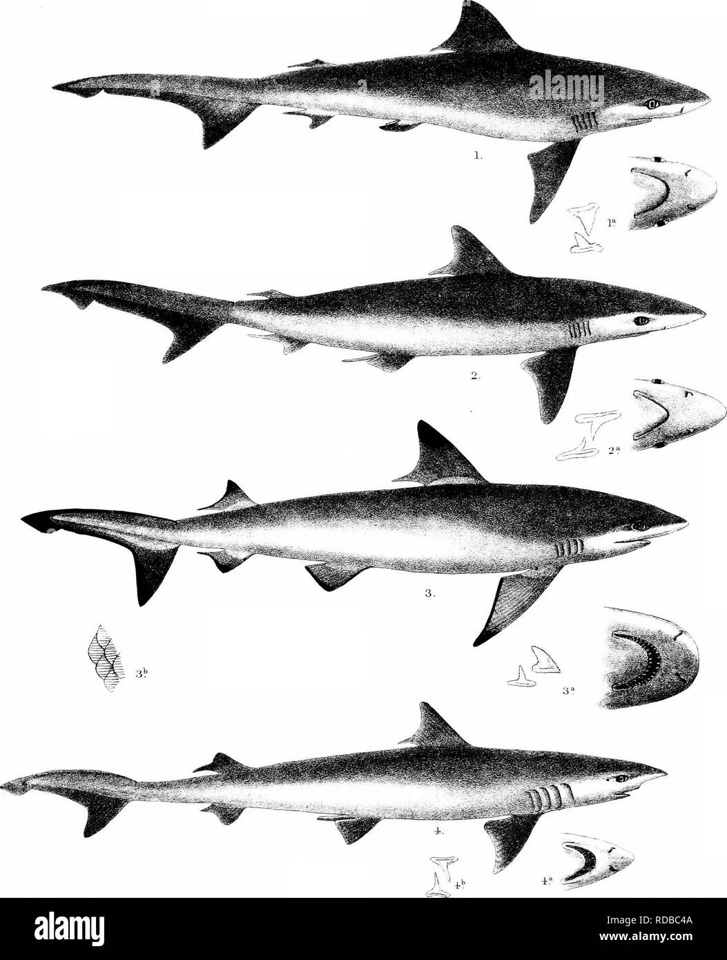 . Les poissons de l'Inde ; être une histoire naturelle des poissons connus pour habiter la mer et les eaux douces de l'Inde, la Birmanie et Ceylan. Les poissons. Poissons du jour de l'Inde, ''Vcit^^ «7 JJN. F.D.ydelRMmte™Kti M"t.1 rnBro p',. CARCHARIAS 2 WALBEEHMII SORRAH, C.. 3, C, MELAIJOPTERUS HElvHGALEUS EALFOURI, 4,.. Veuillez noter que ces images sont extraites de la page numérisée des images qui peuvent avoir été retouchées numériquement pour plus de lisibilité - coloration et l'aspect de ces illustrations ne peut pas parfaitement ressembler à l'œuvre originale.. Jour, François, 1829-1889. Londres, B. Quaritch Banque D'Images