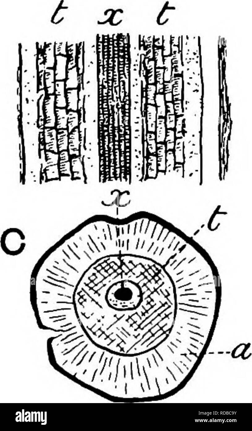 . Plantes fossiles : pour les étudiants de la botanique et de la géologie . La paléobotanique. Fig. 143. A. Les stomates dans la surface (Lepidodendronl). Un, le parenchyme ; t ; x trachée, transfusion, xylème. L'Université de Manchester (Collection E. 723). B, C. Lepidodendron esnostense Ren. (Après Renault.) desservant strand (figs. 142, 143 ; T, B, C, t). Comme Kenault montre dans le cas de Lepidodendron esnostense^, les petites feuilles qui sont de 1 à 5-2 mm. larges à la base et de plusieurs centimètres de long, les gorges des stomates et la quille mourir vers l'apex lors de la lamina assume une plus près de forme circulaire (fig. 143, C). Le domaine de la c Banque D'Images