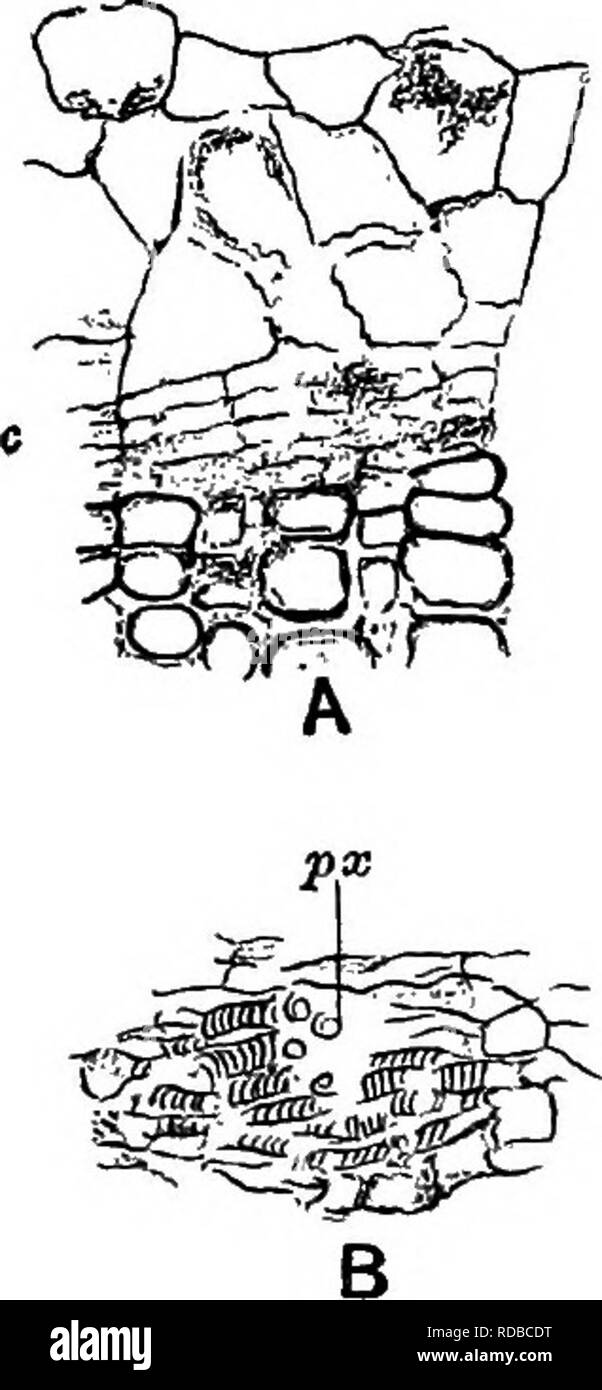 . Plantes fossiles : pour les étudiants de la botanique et de la géologie . La paléobotanique. 308 CALAMITES. [CH. brins. On a déjà signalé que le xylème de l'Equisetum augmente en largeur au niveau des noeuds (p. 251, fig. 55, 4) :. Veuillez noter que ces images sont extraites de la page numérisée des images qui peuvent avoir été retouchées numériquement pour plus de lisibilité - coloration et l'aspect de ces illustrations ne peut pas parfaitement ressembler à l'œuvre originale.. Seward, A. C. (Charles Albert), 1863-1941. Cambridge University Press : Banque D'Images