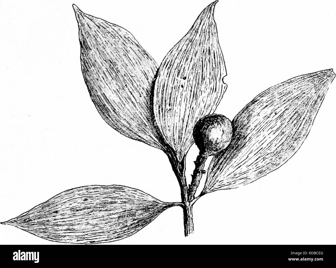 . Plantes fossiles : pour les étudiants de la botanique et de la géologie . La paléobotanique. xLnij dehiscerce 109 tiges fertiles transverse. Le microstrobili Cedriis de sont similaires mais plus longtemps. Dans Torreya (fig. 684, D), Taxodium, Widdringtonia,. Fig. 676. Podocarpm latifolia. (F nat. taille.) il. S.. Veuillez noter que ces images sont extraites de la page numérisée des images qui peuvent avoir été retouchées numériquement pour plus de lisibilité - coloration et l'aspect de ces illustrations ne peut pas parfaitement ressembler à l'œuvre originale.. Seward, A. C. (Charles Albert), 1863-1941. Cambridge University Press : Banque D'Images