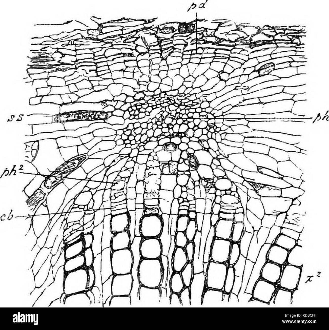 . Des études en botanique fossile . La paléobotanique. LYGINODENDRON 367 passe dehors, un vide, rempli par parenchyme, est laissé dans le bois, qui ne se referme derrière l'ensemble à un niveau plus élevé (Fig. 129). Lorsque la feuille-trace quitte le bois de la stèle, il est d'abord accompagné par ses propres tissus secondaires, qui, comme on l'a vu dans la section transversale, former une masse en forme de ventilateur sur le côté extérieur du bois primaire (voir Fig. 129, l.t.1). Comme le volet. Fig. i--Lyginodendron oldhamium.$. Une partie de la section transversale, à partir de la partie extérieure de stèle. jt2, r ; secondaire du bois, les rayons médullaires, EC ; ; cambium /&gt ;/j2, secondaire Banque D'Images