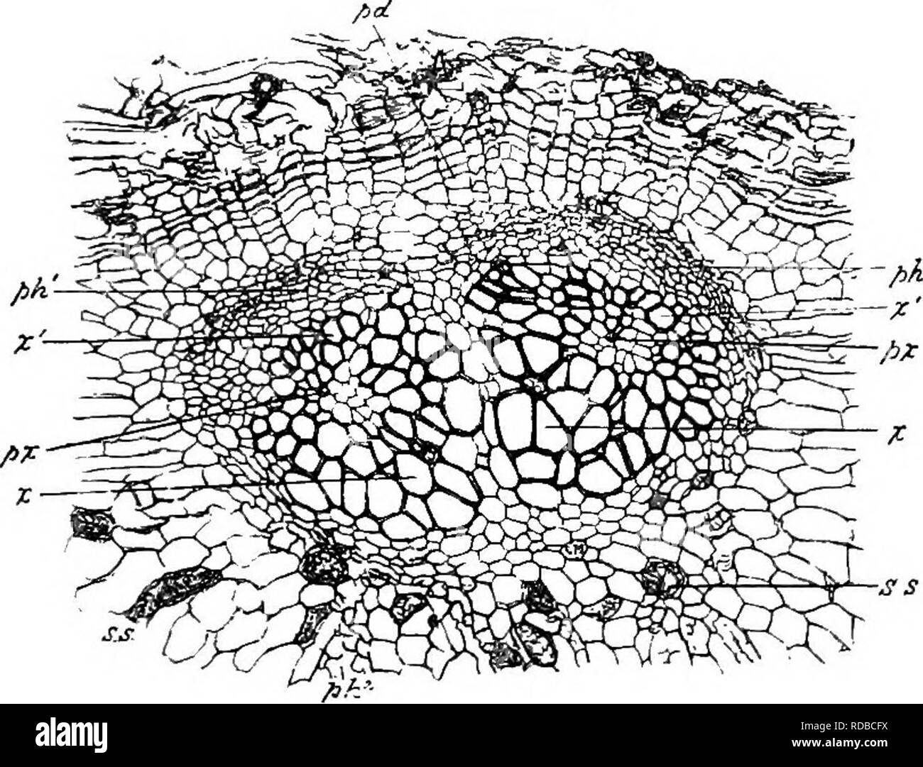 . Des études en botanique fossile . La paléobotanique. LYGINODENDRON 365. Fig. Lyginodendron oldhamium 132.-. Une partie de la section transversale de la tige, montrant une feuille double-trace, et les tissus adjacents. Px, ensembles de protoxylème ; x, centripète, ou1, centrifuges, partie de xylème ; ph, phloème de leaf-trace ; pk2, stèle de phloème ; s.s., sacs de sécrétion ; pd, périderme. X sur 40. Phil. Trans., W. et S.*. Coll.. Veuillez noter que ces images sont extraites de la page numérisée des images qui peuvent avoir été retouchées numériquement pour plus de lisibilité - coloration et l'aspect de ces illustrations ne peut pas parfaitement ressembler à t Banque D'Images