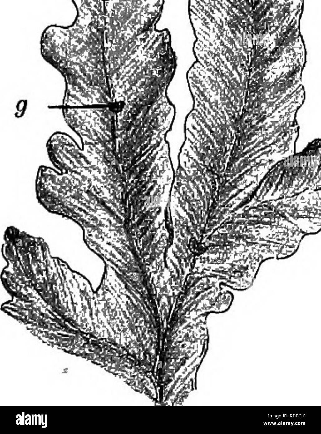 . Plantes fossiles : pour les étudiants de la botanique et de la géologie . La paléobotanique. VIIl] MARCHANTITES. 235 et dans ce cas, nous avons la preuve supplémentaire de l'homme- teristic les récipients qui sont émis à partir d'un point vers l'apex des lobes, et résultent d'une légère médiane. Veuillez noter que ces images sont extraites de la page numérisée des images qui peuvent avoir été retouchées numériquement pour plus de lisibilité - coloration et l'aspect de ces illustrations ne peut pas parfaitement ressembler à l'œuvre originale.. Seward, A. C. (Charles Albert), 1863-1941. Cambridge University Press : Banque D'Images