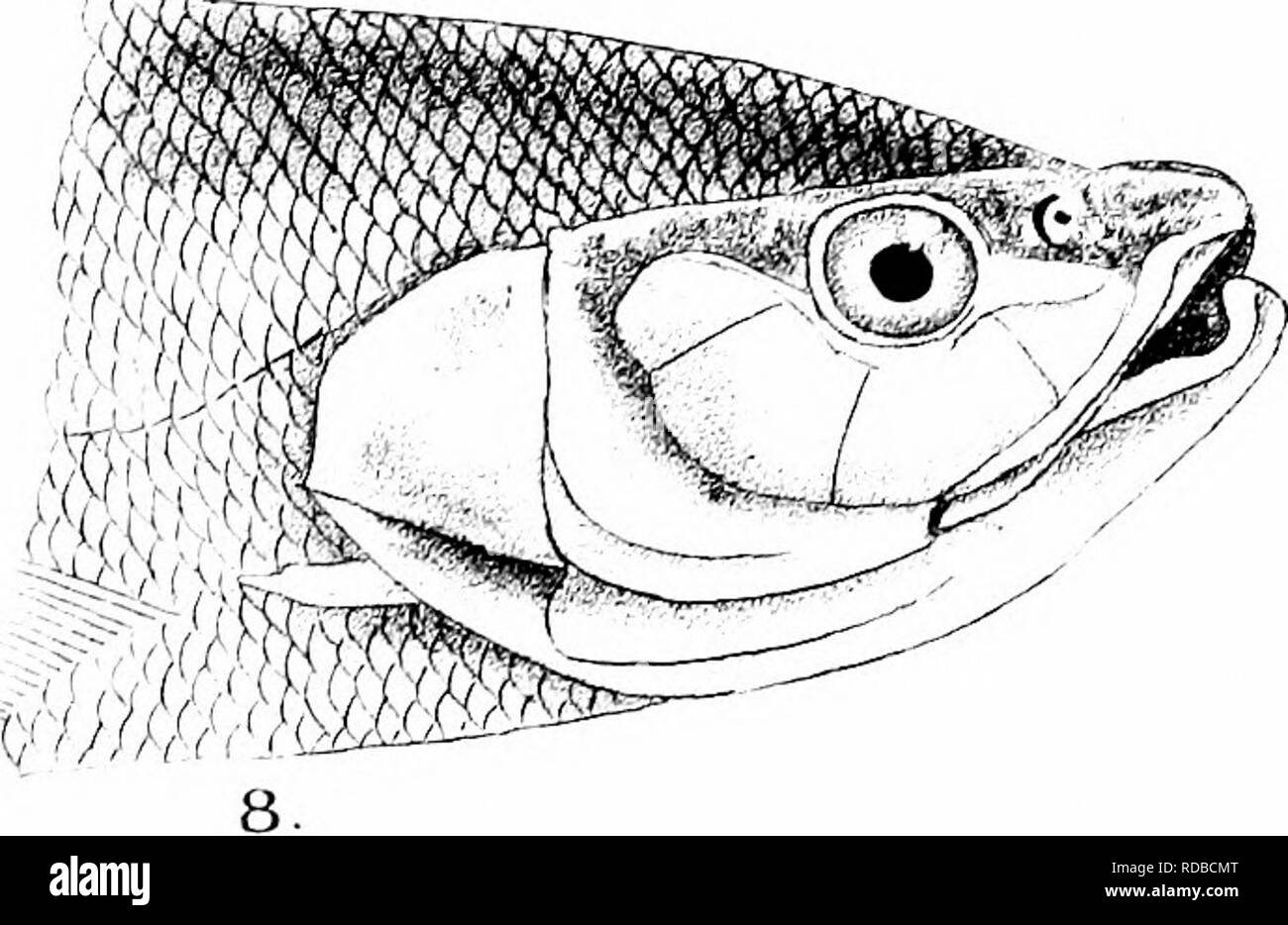 . Les poissons de l'Inde ; être une histoire naturelle des poissons connus pour habiter la mer et les eaux douces de l'Inde, la Birmanie et Ceylan. Les poissons. -Â j'^^ 9'r'''-.- -. ^ 'Â Â Â Â -Â '^}^- yv'---i.jj^^^ â ¢ //. »^^^Kv. Veuillez noter que ces images sont extraites de la page numérisée des images qui peuvent avoir été retouchées numériquement pour plus de lisibilité - coloration et l'aspect de ces illustrations ne peut pas parfaitement ressembler à l'œuvre originale.. Jour, François, 1829-1889. Londres, B. Quaritch Banque D'Images