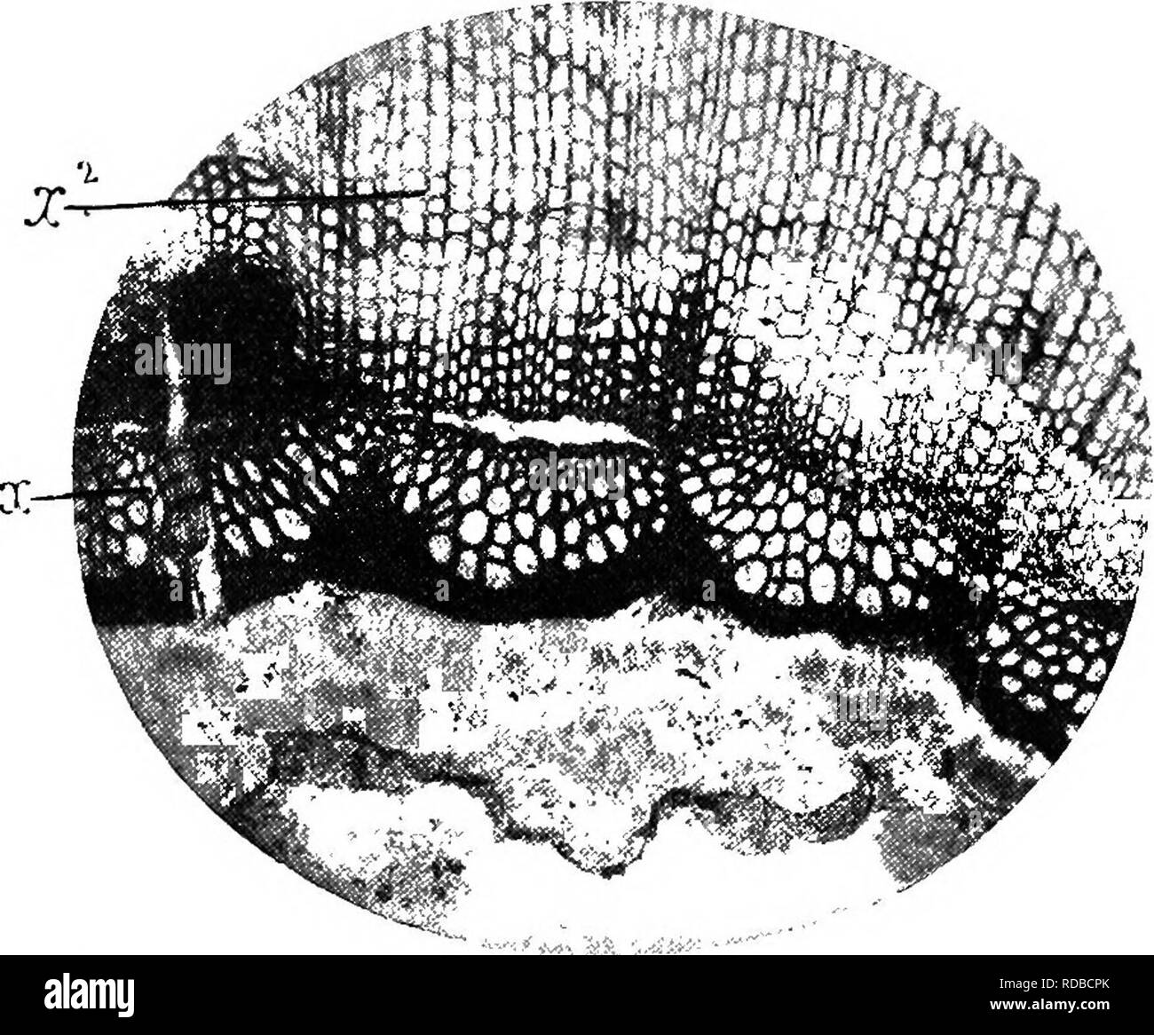 . Des études en botanique fossile . La paléobotanique. Fig. passer.-Sigillaria spinulosa. Une partie de la section transversale de la tige, montrant (primaire et secondaire) x (jr.2) le bois. L'ancien se compose en partie de l'autre et en partie des paquets. confluentes X sur 9. , Avec celui de la première espèce. La feuille-traces se leva, dans ce cas également, à l'extérieur de la principale, en bois. Fig. 91.-Sigillaria spinulosa. Partie de bois, plus fortement amplifiés, montrant des brins primaires distincts (jr) et secondaire (bois jr3). X sur 18. Fig. 90 et 91 à partir de photographies par M. R. Kidston, F.R.S. passé à travers la zone secondaire, puis Banque D'Images