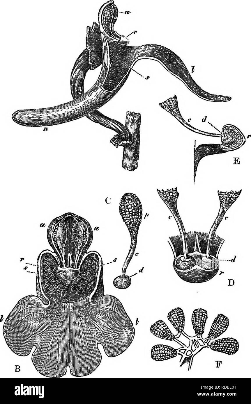 . Les différents organes par lesquels les orchidées sont fécondées par des insectes. La fertilisation des plantes ; les orchidées. OPHKEJ ! :. Chapitre I. Fig. 1.. OCCHIS MASCHLA. Veuillez noter que ces images sont extraites de la page numérisée des images qui peuvent avoir été retouchées numériquement pour plus de lisibilité - coloration et l'aspect de ces illustrations ne peut pas parfaitement ressembler à l'œuvre originale.. Darwin, Charles, 1809-1882. New York, D. Appleton and Co. Banque D'Images