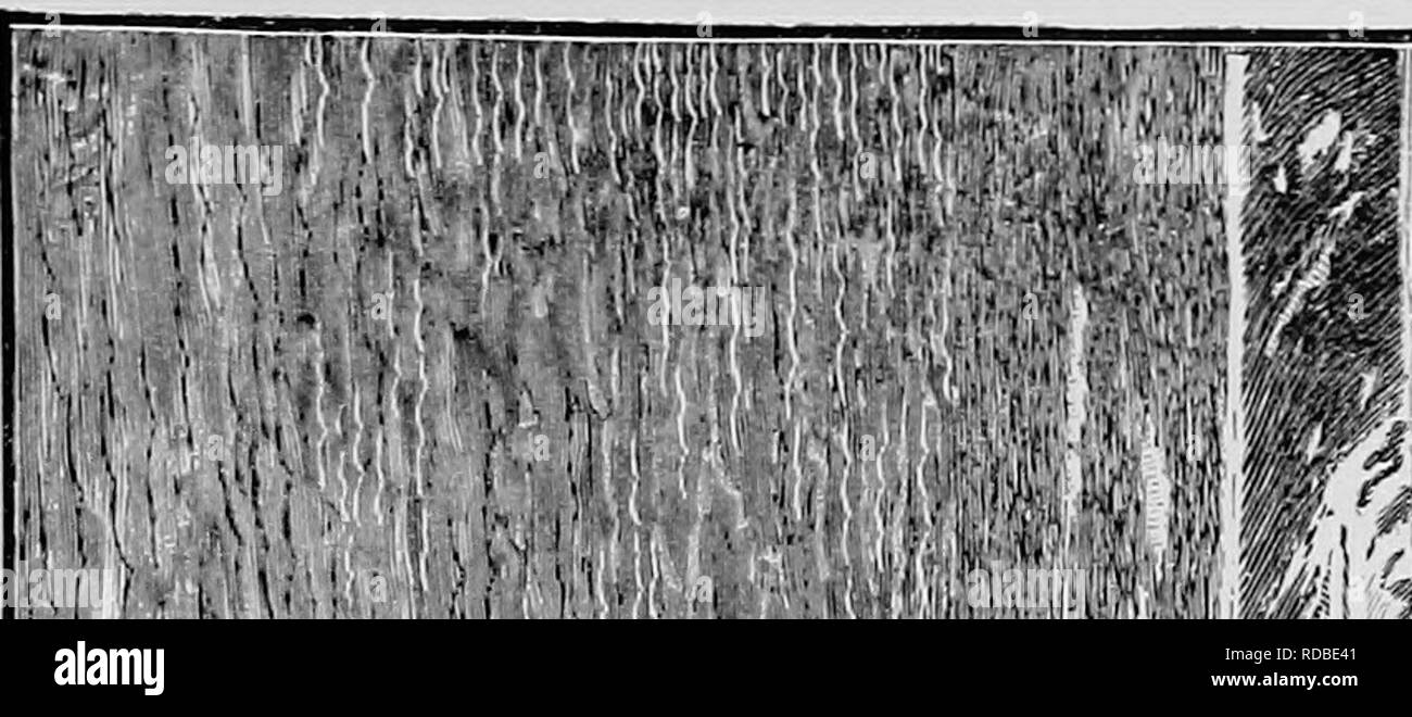 . Rapport de Winfield S. Schley, commandant de l'expédition de secours de Greely de 1884. Voyages et voyages ; voyages ; voyages et expéditions scientifiques ; des expéditions scientifiques. &Lt ; ion , ^^ 1,1 hM *1 ^1^j i l v kki J '",, JE JE JE JE V ' ''. Veuillez noter que ces images sont extraites de la page numérisée des images qui peuvent avoir été retouchées numériquement pour plus de lisibilité - coloration et l'aspect de ces illustrations ne peut pas parfaitement ressembler à l'œuvre originale.. Schley, Winfield S ; Greely, A. W. (Adolphus Washington), 1844-1935. Washington, D. C. : Gouvernement Imprimeur Banque D'Images