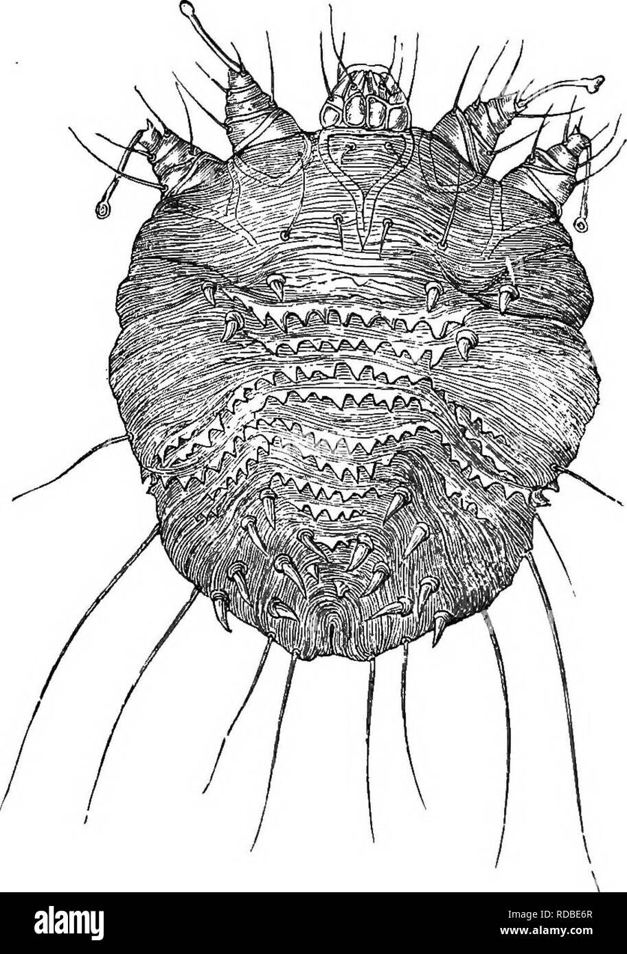 . Zoologie agricole. Zoologie. Zoologie 198. Les démangeaisons, ou mange (la gale), est causée par l'irrita- tion qui l'exercent continuellement les acariens sur la peau. Le plus chaud l'environnement de l'hôte, le plus activement les acariens, et la plus douloureuse de la peau. Fig. 126-l'acarien de la gale du cochon ( scaMei,Sarcoptes, var. suis), vu de la surface dorsale, x 200. maladie. Le scarcoptes (acariens, par exemple, sont les plus in- supportables dans l'homme lorsqu'au lit, et les moutons sont les plus tourmentés de croûtes lorsque dans une fois.) Les acariens. Veuillez noter que ces images sont extraites de la page numérisée des images qui peuvent avoir été numériquement Banque D'Images