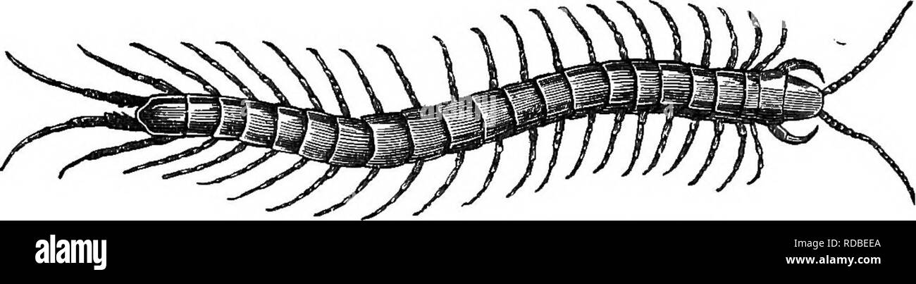. Zoologie agricole. Zoologie. Zoologie 84. Vertébrés du cerveau et de la moelle épinière, des arthropodes est presque entièrement sur la face ventrale. Dans la tête j'^ situé le ganglion cérébral, une grande masse nerveux en appui sur l'œsophage, et donner oflf pour les yeux et les nerfs palpeurs. En plus de cela, il y a une chaîne nerveuse ventrale-. FiG. 65.-l'Hétérodermie maritime grand (^ttuyrsitans Scolopendra). alimentation sur la face ventrale de l'animal, passant sous le ventre, et composé de plusieurs paires de ganglions, unis entre eux par des fibres nerveuses. Les ganglions du cordon ventral envoyer leurs nerfs sur les mâchoires, les membres, Banque D'Images