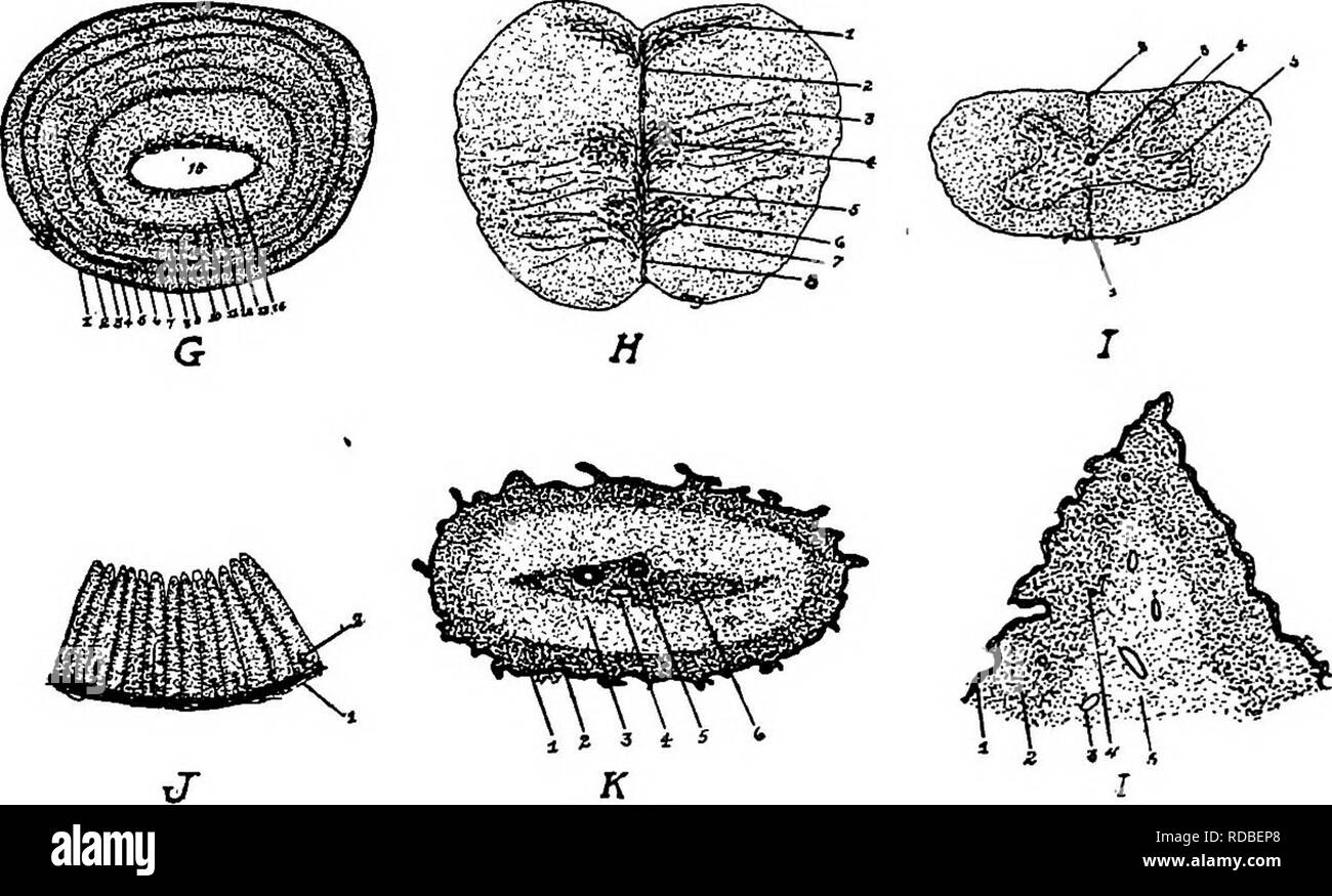 . L'anatomie de la poule domestique . Les animaux domestiques ; médecine vétérinaire ; la volaille. 292 ANATOMIE DE LA VOLAILLE domestique des viscères, y compris les muscles entériques. Quatrièmement, les groupes de cellules de la face antérieure des cornes, qui sont le centre de tous les muscles somatiques volimtary. Cinquièmement, des groupes de cellules individuelles appartenant vraisemblablement à la. Fig. 77, A. G, une section à travers le tuberculum bigeminum. i, pie-mère. 2, les fibres nerveuses. 3, la substance granulaire Fine. 4, fine couche de petites cellules. 5, la substance granulaire Fine. 6, une deuxième couche de cellules minces. 7, la substance granulaire Fine. 8, troisième couche cellulaire mince. 9, Fine Banque D'Images