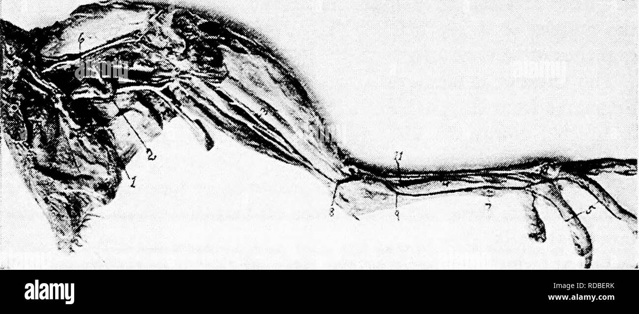 . L'anatomie de la poule domestique . Les animaux domestiques ; médecine vétérinaire ; la volaille. 228 ANATOMIE DES OISEAUX DE LONG BRANCH à l'caeca. Branches de l'artère mésentérique postérieur^ avec des branches de l'anastomose mésentérique antérieure. Les artères crural (Fig. 64, no 31) sont émis dans une paire de la partie postérieure de l'aorte. Ils passent par la masse des lobes des reins, vers la région médiane, et d'étendre hors de la cavité pelvienne. En face de la colonne vertébrale et l'ilio-hgament pubienne. L'externe, ou le crural iUac artère, est divisé en trois branches comme suit : d'abord, le Banque D'Images
