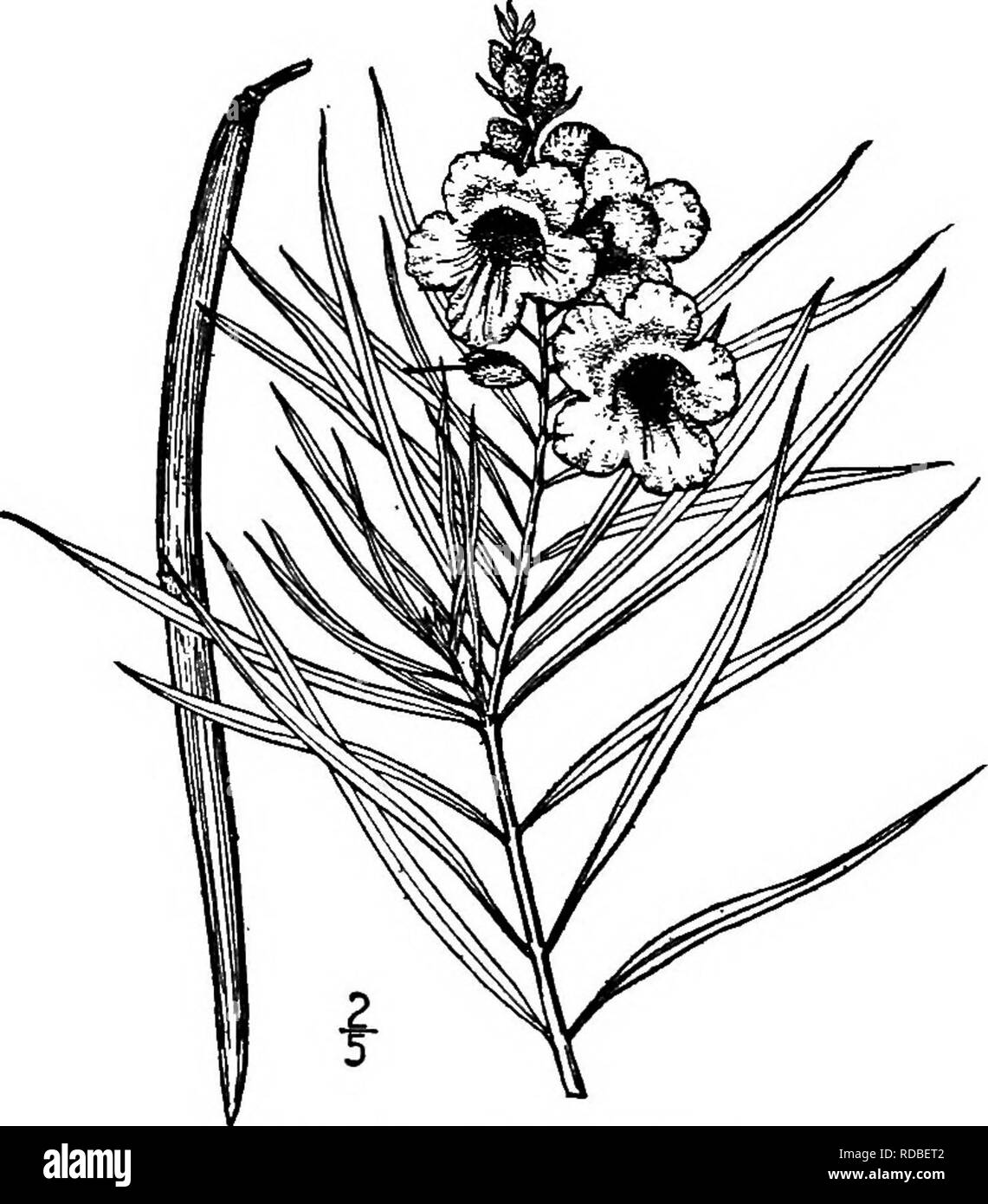 . Les arbres de l'Amérique du Nord : être des descriptions et des illustrations de l'arbres croissant indépendamment de la culture en Amérique du Nord, au nord du Mexique et les Antilles . Les arbres. 836 les calebasses. Fig. 760. - Desert Willow. Stigmates. Le fruit persiste tout win- ter ; c'est un endroit sec, à paroi mince capsule, étroitement linéaires, j'ai à 3 dm. de long et 6 mm. d'épaisseur, effilé aux deux extrémités et se divisant en 2 valves. Les graines sont 2-classé, ailé et barbu à chaque extrémité ; ils sont très plat, 1,5 cm de large, sur 8 mm. de long, sans albumen ; les cotylédons sont beaucoup plus large que longue. Le bois est mou, faible, proche- Banque D'Images