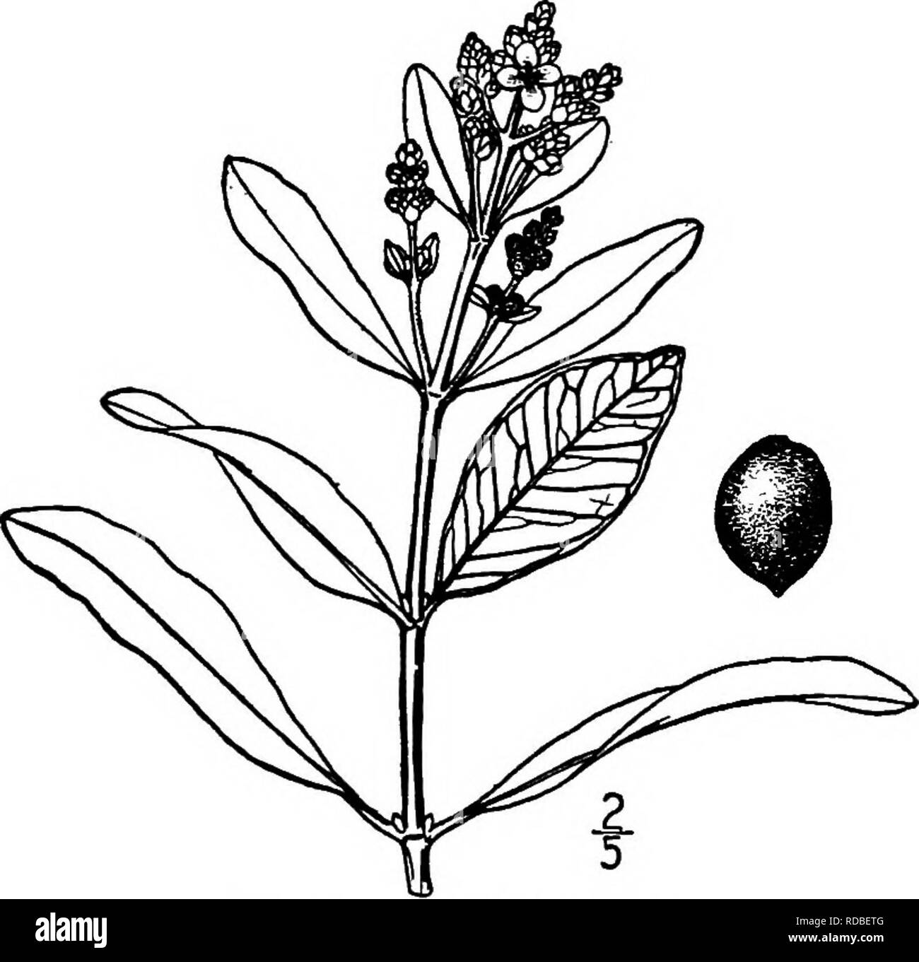 . Les arbres de l'Amérique du Nord : être des descriptions et des illustrations de l'arbres croissant indépendamment de la culture en Amérique du Nord, au nord du Mexique et les Antilles . Les arbres. 826 de la Mangrove noire l'écorce est de 6 à 12 mm. d'épaisseur, légèrement fissurée en irrégulières, près d'une des échelles de couleur brun foncé ; en interne, c'est orange-rouge. Les brindilles sont robustes, légèrement pubescentes finement et angulaire, devenir rond et gris. Les feuilles sont coriaces, oblongues à oblongues-lancéolées de 3 à 8 cm. de long, blvint ou légèrement pointus, s'est rétréci pour le court, canalisé leaf-vitre, épaissie et révoluté sur le mar- gin, somew Banque D'Images