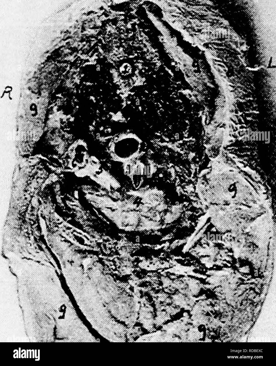 . L'anatomie de la poule domestique . Les animaux domestiques ; médecine vétérinaire ; la volaille. SPLANCHNOLOGY 159 et au-dessous et en face de la boucle duodénale. L'intestin grêle de ce côté-ci est au-dessus du gésier. Supero-antérieure pour le gésier est l'angle mort du caecum. Le pancréas est à l'intérieur de la boucle duodénale. La figure 34 montre les viscères du côté droit, après le rejet du droit et le droit de l'abdomen paroi thoracique. La base du cœur, c'est devant le lobe droit de la Uver. Ci-dessus. Cochon. 41.-transversale à travers le corps d'une poule à 12, fig. 33. R, côté droit, gauche, je sid Banque D'Images