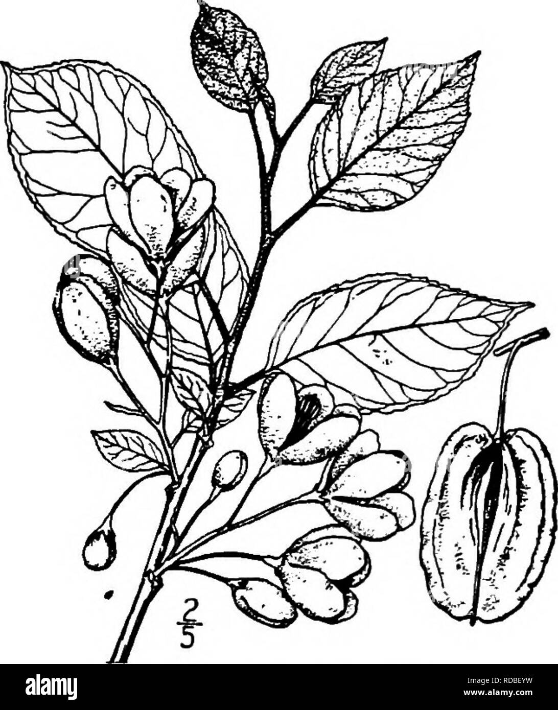 . Les arbres de l'Amérique du Nord : être des descriptions et des illustrations de l'arbres croissant indépendamment de la culture en Amérique du Nord, au nord du Mexique et les Antilles . Les arbres. 792 l'Silverbells le petit calice-lobes et style, 2 ou 4 ailes ; l'épaisseur, la pierre angulaire, de forme allongée est I- pour 4-loculaire, contenant des semences dans chaque empreinte j ; les graines d'une fine, brillant, pelage brun ; l'endosperme est grande et charnue, ronde de l'embryon ; cotylédons de forme oblongue. Halesia a été nommé en 1759 en l'honneur de Stephen Hales (1677-1761), une dis- tinguished scientifique anglais. En 1756, Patrick Browne nommé un arbre de la Jamaïque Halesi Banque D'Images