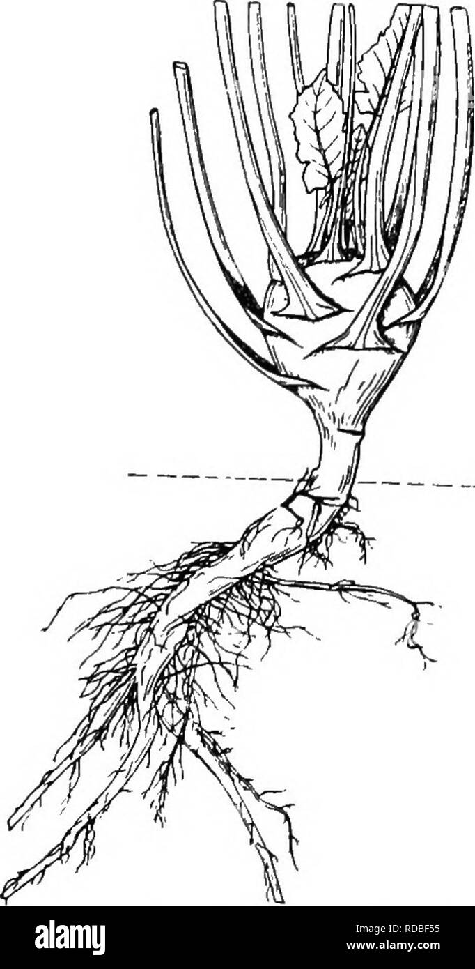 . La botanique des plantes cultivées : un texte et ouvrage de référence. La botanique, économique. CRUCIFERiE 333 acide lactique-espèces de bactéries sur le sucre dans le jus de chou. Il y a habituellement un maximum d'environ i p. 100, de l'acide lactique, de la présence de ce qui empêche la putréfaction de la choucroute. Parmi les autres organismes, de la levure est universellement présente dans la fermentation du chou. Les choux sont également très intensivement pour décapage, et comme une nourriture pour les poulets et de stock. BRASSICA OLERACEA. CAULO-RAPA (chou-rave ou chou-navet enraciné) (Fig. 138) La tige est courte, plus épaisse et charnue, et se distingue de Banque D'Images