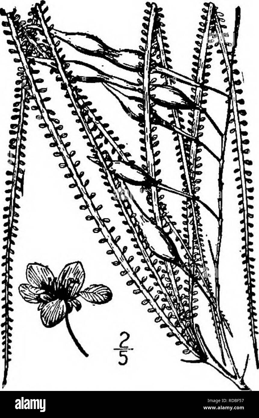 . Les arbres de l'Amérique du Nord : être des descriptions et des illustrations de l'arbres croissant indépendamment de la culture en Amérique du Nord, au nord du Mexique et les Antilles . Les arbres. Petites feuilles Horsebean 543 écorce brune est d'environ 3 mm. d'épaisseur, lisse ou légèrement écailleuse. Les rameaux sont zig- zag, court-hcury lorsque jeune, doux pour les plus âgés, vert jaunâtre, et portent des épines 2 cm. de long ou moins. Les feuilles sont obscurément bipin- nate ; les pinnules, jaillissant d'un très court pédoncule foliacées élargie, sont de 2 à 4 dm. de long, avec un très plat du rachis à 2 à 3 mm. de large, le soutien de 25 à 30 paires de folioles lointain, qui Banque D'Images