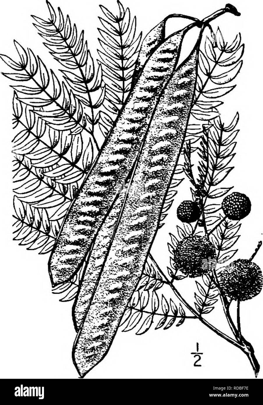 . Les arbres de l'Amérique du Nord : être des descriptions et des illustrations de l'arbres croissant indépendamment de la culture en Amérique du Nord, au nord du Mexique et les Antilles . Les arbres. Plomb 528 arbres. Fig. 488. - Plomb Arbre. base et avec ou sans un endroit bien gland ; il y a 3 à 10 paires de pennes 6 à 10 cm. de long, et plutôt éloignées, l'angle supérieur à peine plus courte que les autres, con- sisting de 10 à 20 paires de feuilles courtes tiges- permet qui sont étroitement oblongues à lancéolées, de 8 à 15 mm. de long, obhque, pointu à la base, ensemble, vert clair, vert pâle en dessous. Les fleurs apparaissent au début du spr Banque D'Images