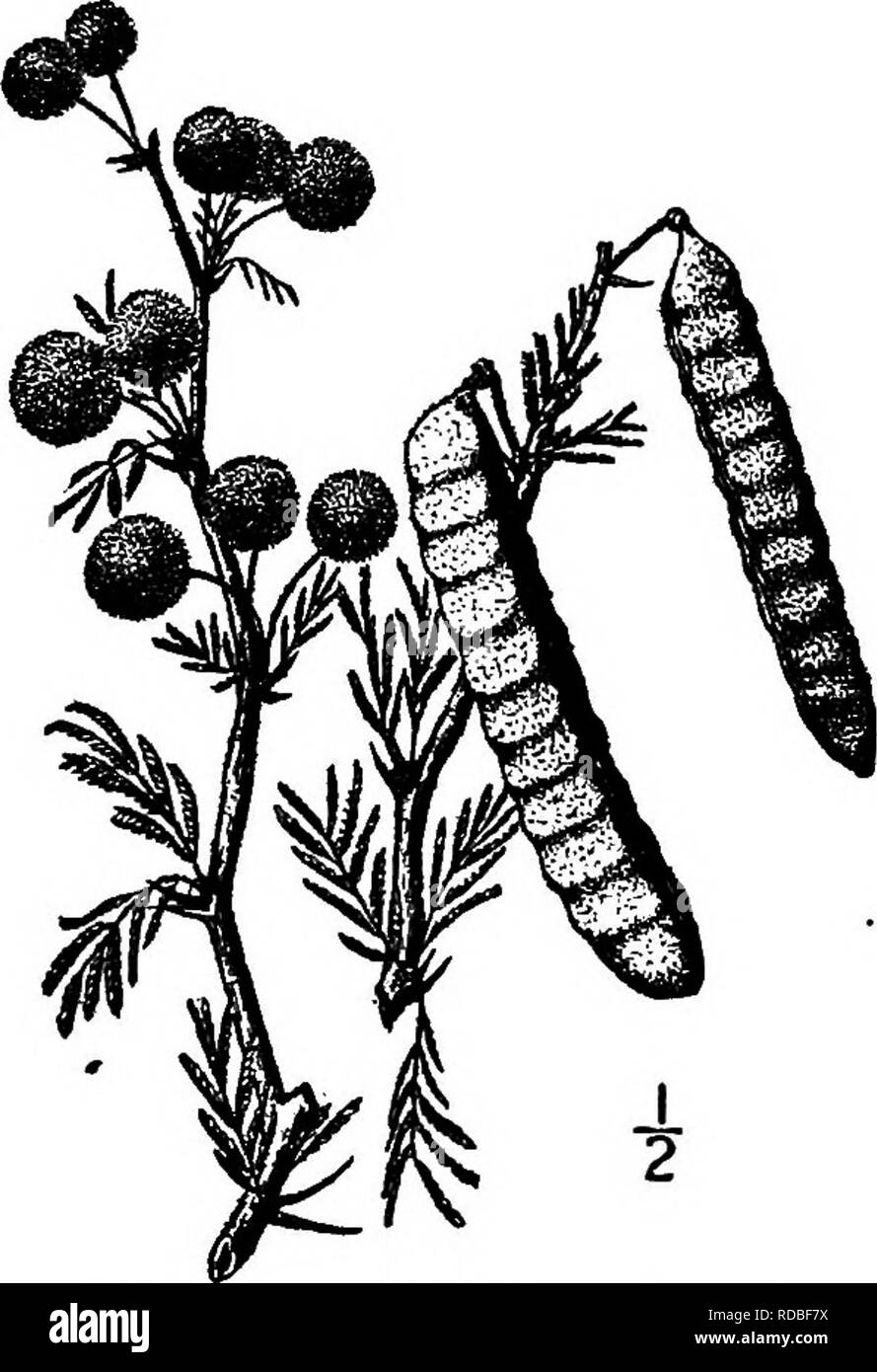 . Les arbres de l'Amérique du Nord : être des descriptions et des illustrations de l'arbres croissant indépendamment de la culture en Amérique du Nord, au nord du Mexique et les Antilles . Les arbres. 524 La fin des Acacias, 3 mm. de long, à la base, des chats-laineux ; étamines nombreuses, environ 6 mm. de long ; ovaire filée et velues. Le fruit est plat, linéaires-oblongues, de 8 à 12 cm. de long, de 1,5 à 2 cm. de large, beaucoup de panneaux et de l'onagre, et resserré entre les graines, souvent arrondie à l'apex, à l'oblique effiler en un court pédoncule, brun clair et épais, sa marge membraneuse vannes et transversal ; les graines sont veinées Banque D'Images