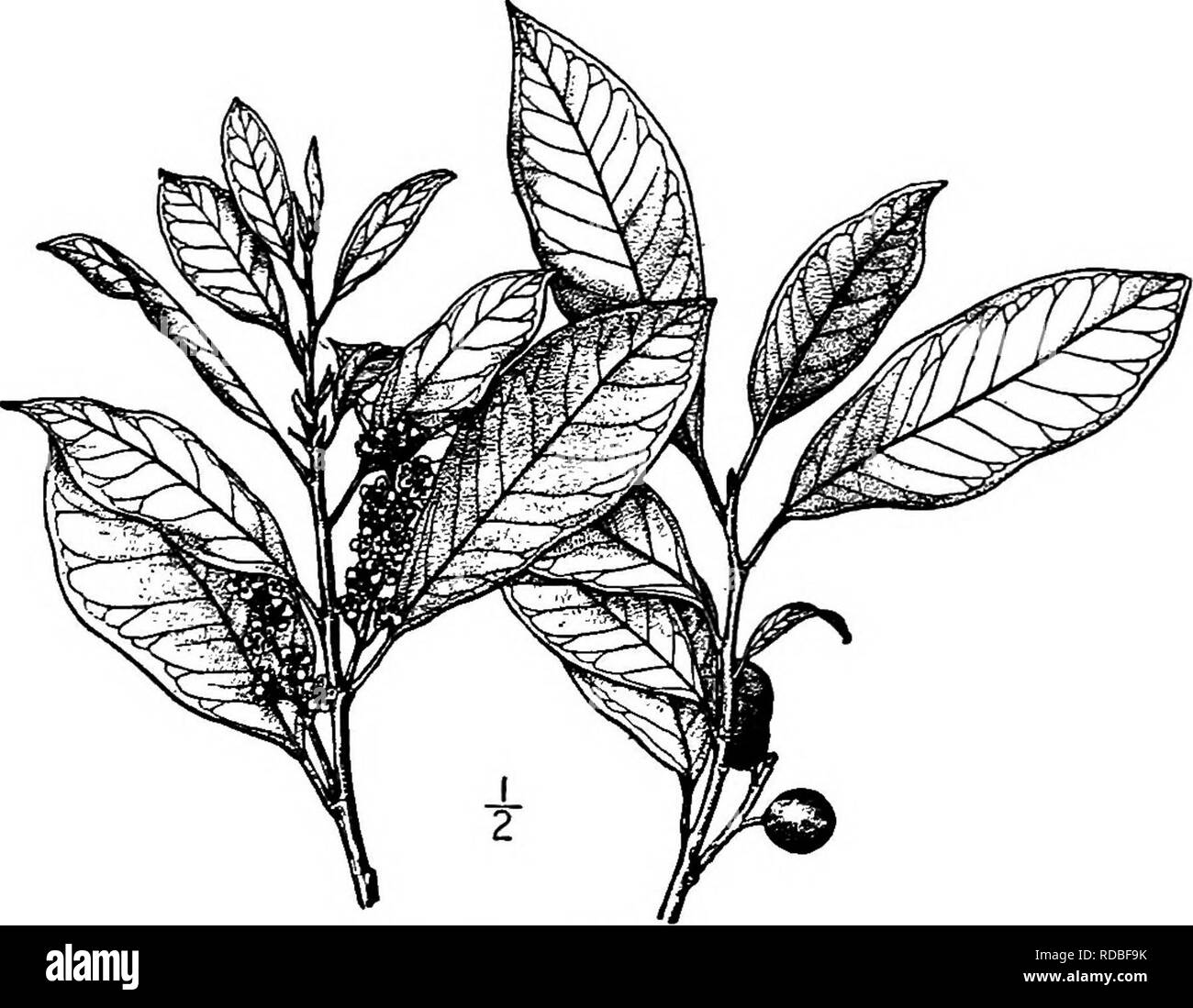 . Les arbres de l'Amérique du Nord : être des descriptions et des illustrations de l'arbres croissant indépendamment de la culture en Amérique du Nord, au nord du Mexique et les Antilles . Les arbres. L'Evergreen 510 Cerises sont oblongues à oblongues-lancéolées, coriaces, 5 à 12 cm. de long, pointue à l'apex, rétréci à la base, l'ensemble-chat, ou rarement avec quelques dents pointues, la face supérieure vert foncé et luisant, vert plus pâle et terne sur le côté imder ; la feuille-tiges sont à 8 mm de long. Les grappes de fleurs sont plus courtes que les feuilles, la fleur- tiges sont en forme de club, 2 à 4 mm. de long ; les fleurs ouvert du Mar Banque D'Images