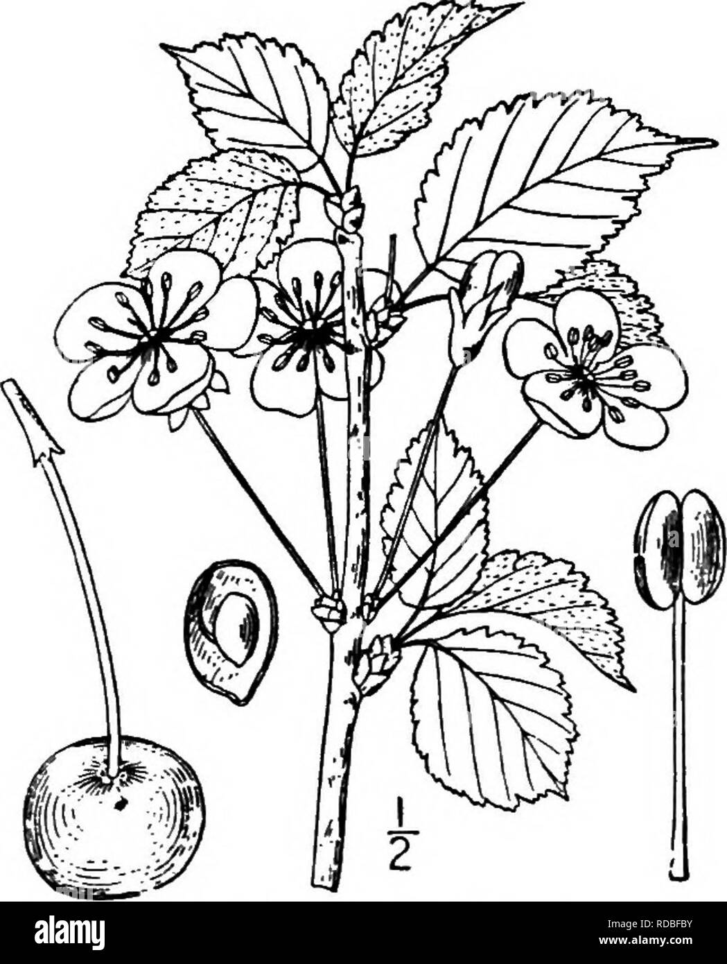 . Les arbres de l'Amérique du Nord : être des descriptions et des illustrations de l'arbres croissant indépendamment de la culture en Amérique du Nord, au nord du Mexique et les Antilles . Les arbres. 498 les prunes et cerises avant ou avec les feuilles en avril ou mai, sont de 1,5 à 2,5 cm. de diamètre, en lateral, très courte tige écailleuse, 2 à 5 fleurs en ombelles, sur des pédicelles mince 2 à 4 cm. de long ; le calice-tube est en forme d'urne, lisse, ses lobes assez large, blunt, minutieusement glanduleux-dentées et réfléchies ; les pétales sont largement obovés, encoche à l'apex. Le fruit mûrit en juin et juillet, est presque à 8, globulaire Banque D'Images