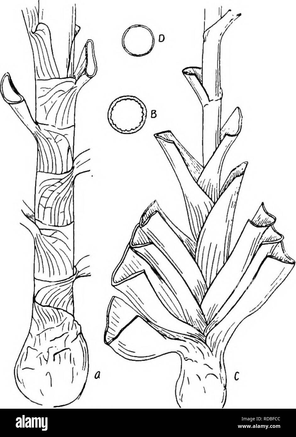 . La botanique des plantes cultivées : un texte et ouvrage de référence. La botanique, économique. LILIACEjE 233 parfois, de garder à l'aisselle des feuilles, et elles peuvent également se développer en tiges de fleurs. Feuille.-La première feuille émerge d'une fente dans le cotylédon. Toutes les feuilles sont très épaisses et charnues, et de rodage. Il n'y a pas de pétiole. Les plus vieilles feuilles sont sur le. Fig. 90.-A, base de la tige de l'oignon (Allium cepa) montrant les feuilles creuses recoupent ; B, section de tige creuse de même : C, base de tige de poireau (l'Allium porrum) montrant les feuilles solides aplati ; D, section de tige solide de même. Banque D'Images