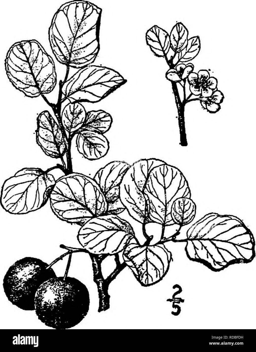 . Les arbres de l'Amérique du Nord : être des descriptions et des illustrations de l'arbres croissant indépendamment de la culture en Amérique du Nord, au nord du Mexique et les Antilles . Les arbres. 492 les prunes et cerises Le Woolly-feuille prune est une variété de cela, ou peut-être une espèce distincte, avec des feuilles et des rameaux velus ostensiblement, se produisant à l'ouest de l'Alleghany Mountains, principalement dans les États du Golfe, et connu sous le nom de Prunus americana lanata Sudworth. 7. Le prunier Prunus subcordata pacifique Bentham une ramification basse, arbre ou un arbuste, habituellement sur les collines rocheuses du sud de l'Oregon à la Californie centrale, pour atteindre un maxi Banque D'Images . Les arbres de l'Amérique du Nord : être des descriptions et des illustrations de l'arbres croissant indépendamment de la culture en Amérique du Nord, au nord du Mexique et les Antilles . Les arbres. 492 les prunes et cerises Le Woolly-feuille prune est une variété de cela, ou peut-être une espèce distincte, avec des feuilles et des rameaux velus ostensiblement, se produisant à l'ouest de l'Alleghany Mountains, principalement dans les États du Golfe, et connu sous le nom de Prunus americana lanata Sudworth. 7. Le prunier Prunus subcordata pacifique Bentham une ramification basse, arbre ou un arbuste, habituellement sur les collines rocheuses du sud de l'Oregon à la Californie centrale, pour atteindre un maxi Banque D'Images