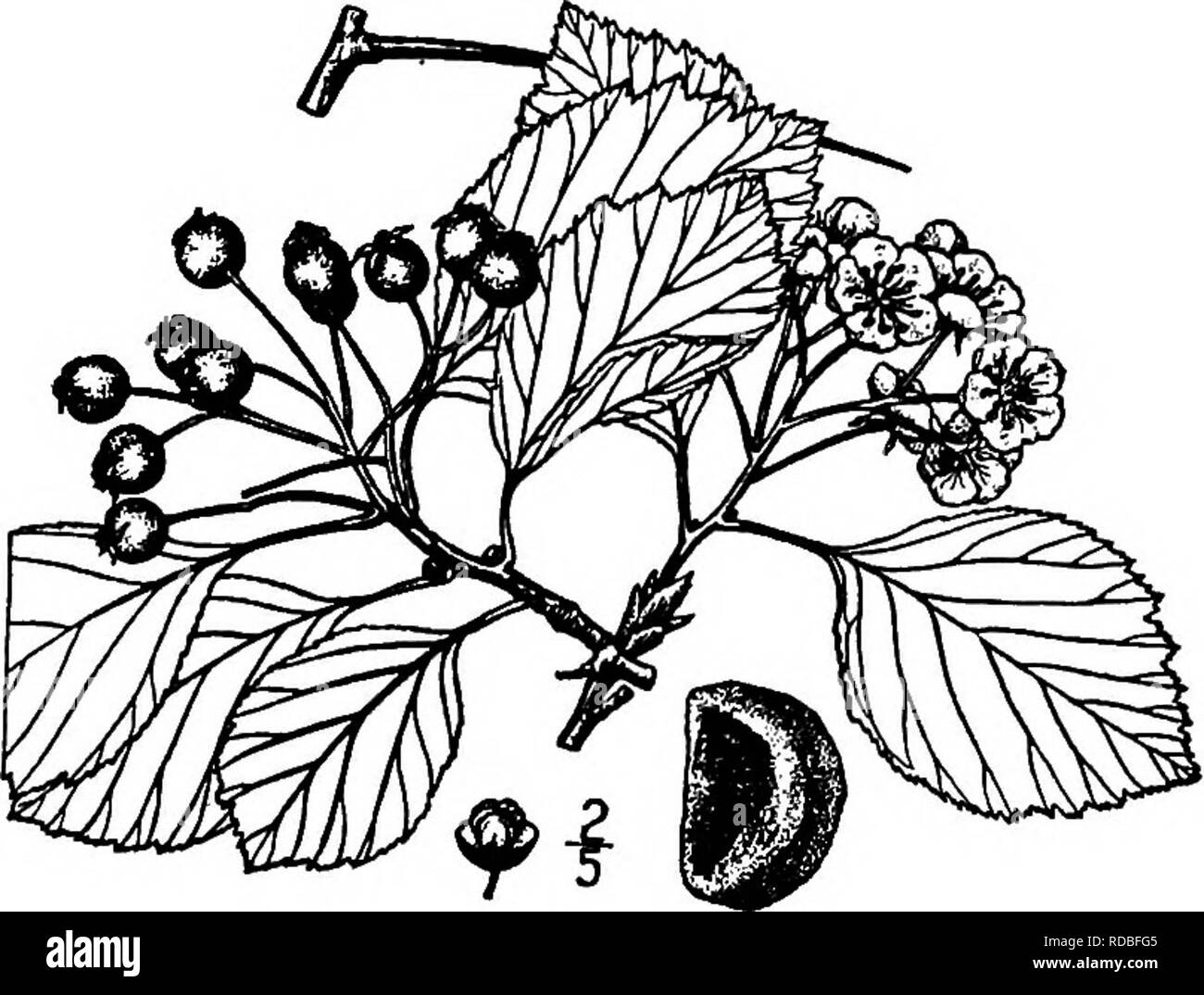 . Les arbres de l'Amérique du Nord : être des descriptions et des illustrations de l'arbres croissant indépendamment de la culture en Amérique du Nord, au nord du Mexique et les Antilles . Les arbres. Long-Spined Thorn 479 linéaire à lobes, a souligné, lisse à l'extérieur, légèrement pubescentes sur longue distance, l'intérieur à dents glandulaire ; étamines 10 à 20 ; anthères ; styles rose 2 à 4. Le fruit, qui mûrit la dernière de septembre, est oblongue à presque rondes, environ 10 mm. d'épaisseur, de cerise-rouge ; la chair est jaune, les monts Mealy, douce et acide ; il contient de 2 à 4, 5 à 7 nucules nun. longue s à 7 mm. d'épaisseur, à l'arrière, l'intérieur Banque D'Images