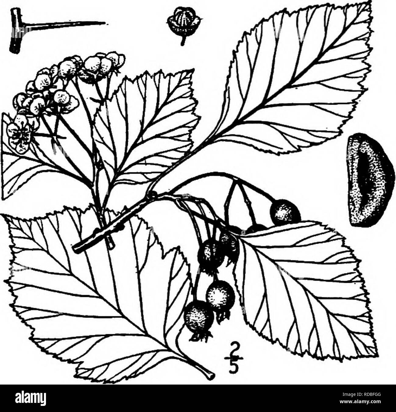 . Les arbres de l'Amérique du Nord : être des descriptions et des illustrations de l'arbres croissant indépendamment de la culture en Amérique du Nord, au nord du Mexique et les Antilles . Les arbres. 478 Les arbres épineux, formant une large couronne irrégulière ; l'écorce est gris clair, squameuse ; Les rameaux sont de couleur rouge-brun, avec de nombreuses épines courbées de 3 à 5 cm. de long. Les feuilles sont elliptiques-ovales, de 4 à 8 cm. de long, 3 à 7 cm. de large, fait ou a fait de longue brusquement à l'apex, ab- ruptly ou arrondi en forme de coin à la base, doublement dentées et lobées au-dessus, mince, jaune-vert, légèrement velues au-dessus quand yoimg, devenir rugueux, smoot Banque D'Images